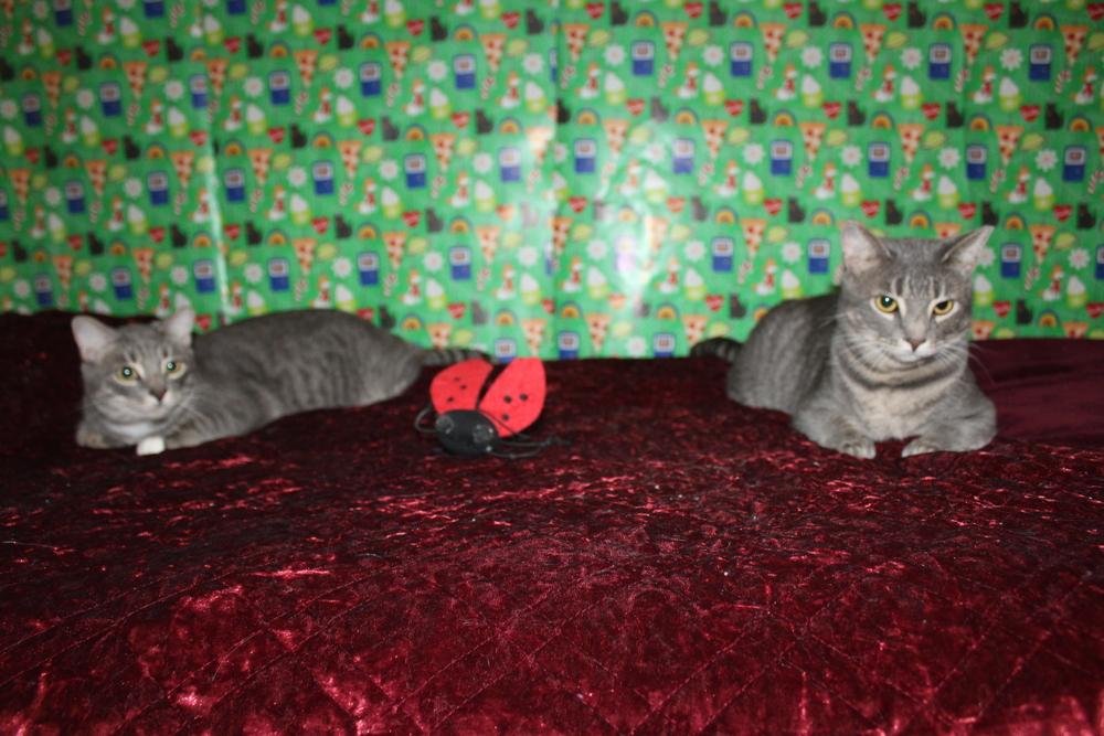 Enlarge Lightningbug (CL-J), a Adoptable mixed breed in Austin, TX image 6/6