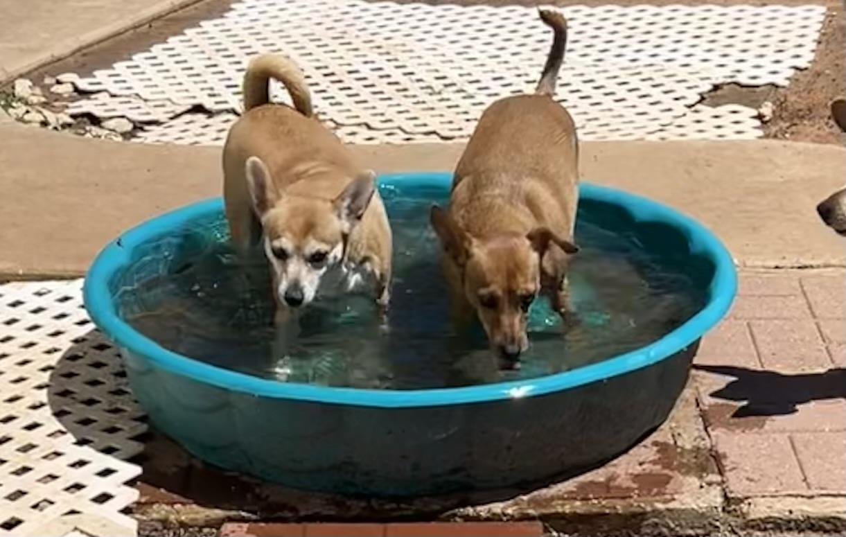 Enlarge Ester, a Adoptable Xoloitzcuintli / Mexican Hairless in Chickasha, OK image 1/1