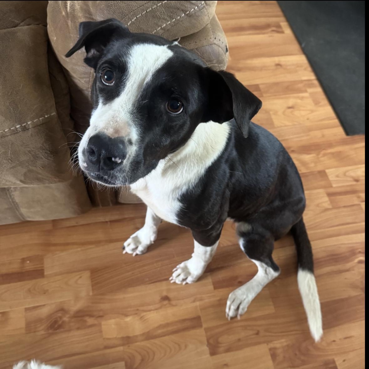 Bella, Adoptable, Young Female Border Collie & Labrador Retriever.