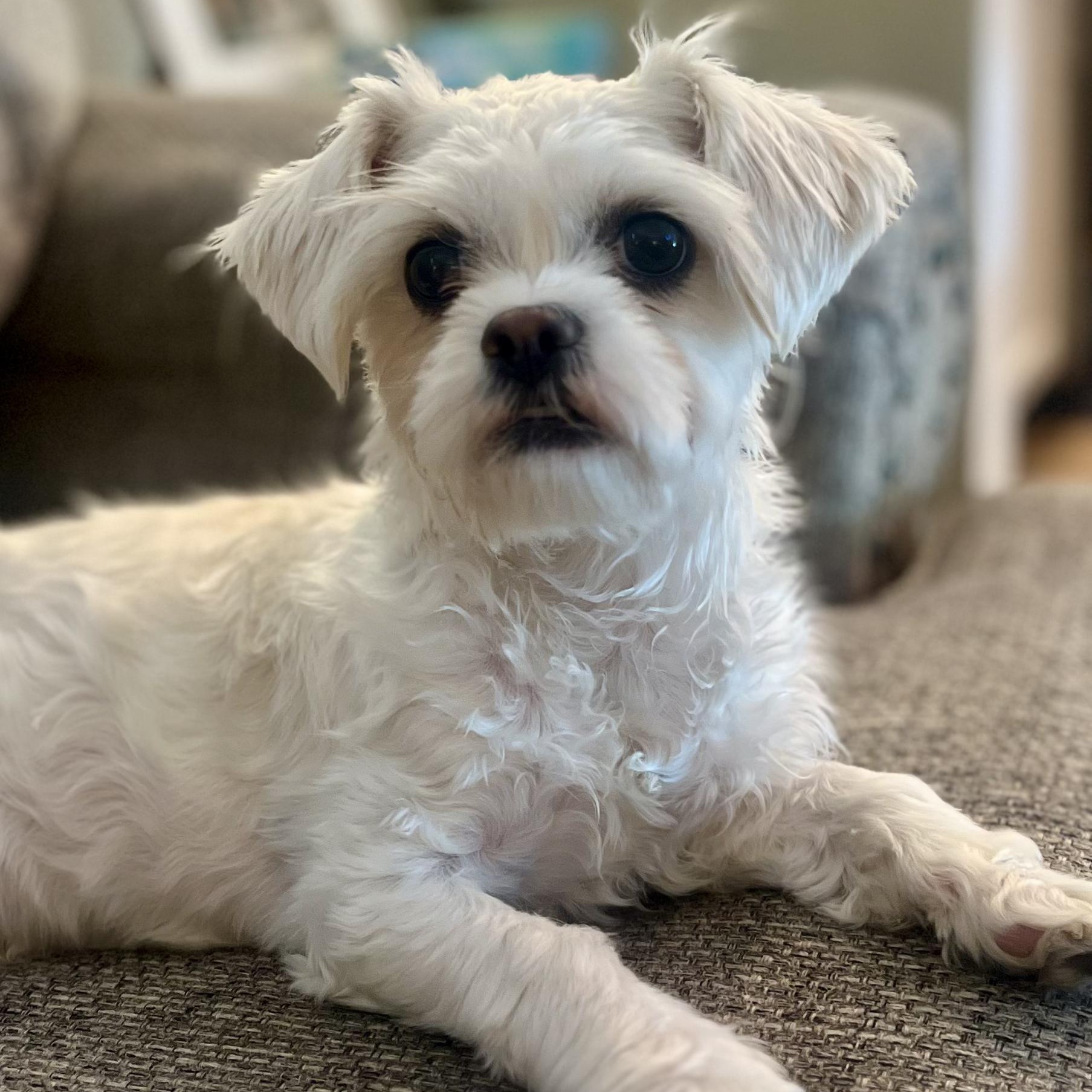 Enlarge Chloe, a ADOPTABLE mixed breed in Fort Collins, CO image 1/3