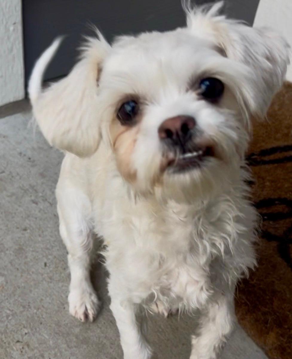Enlarge Chloe, a ADOPTABLE mixed breed in Fort Collins, CO image 2/3