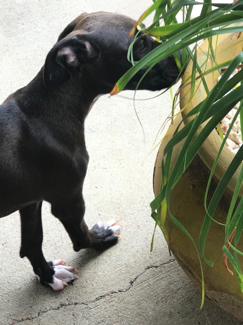 Enlarge Mickey, a Adoptable mixed breed in Roanoke, VA image 1/6