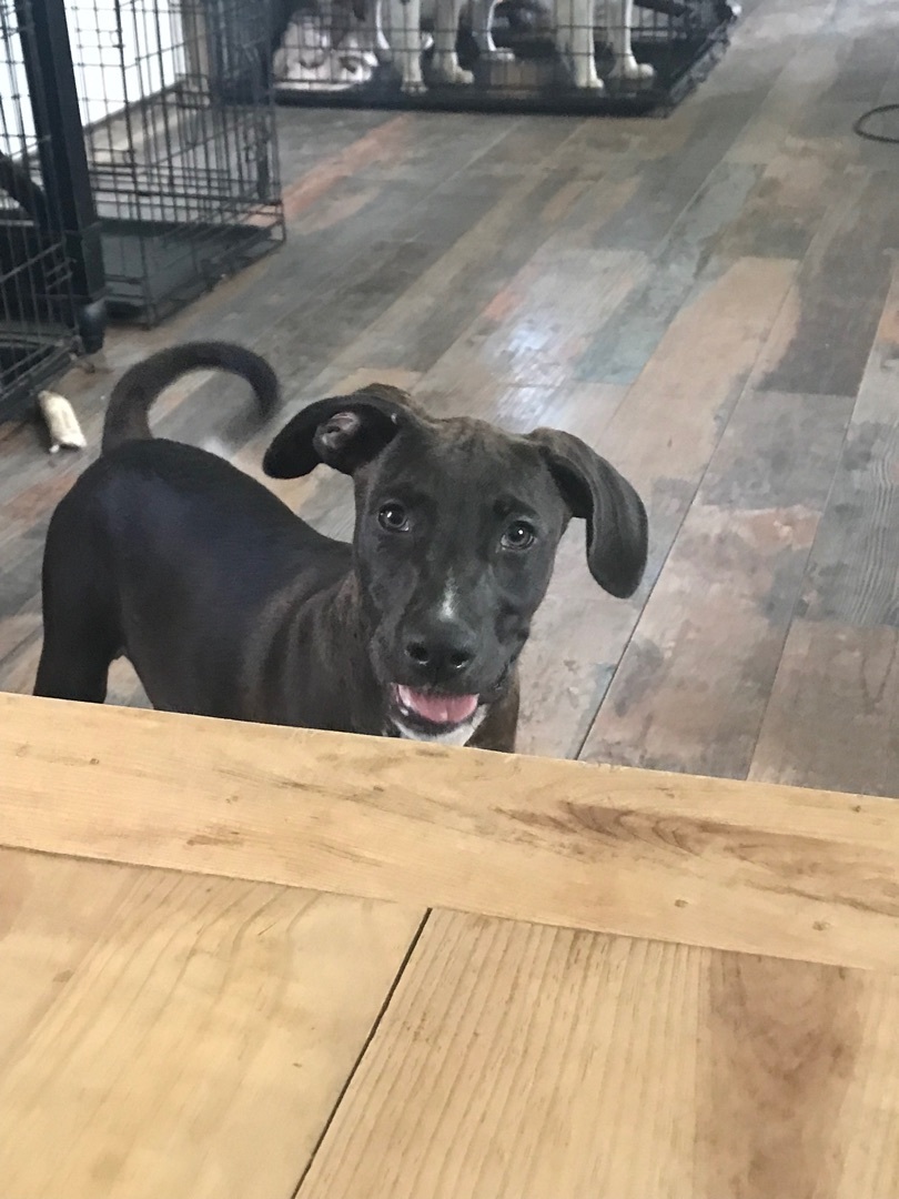 Enlarge Mickey, a Adoptable mixed breed in Roanoke, VA image 6/6