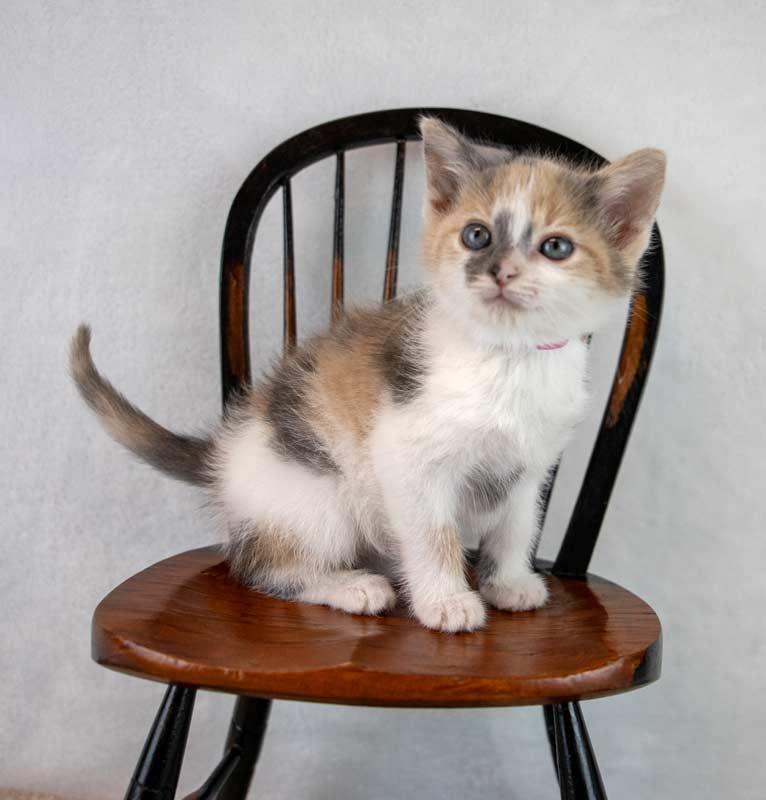 Kirsten, an adopted mixed breed in Kennesaw, GA image 5/6