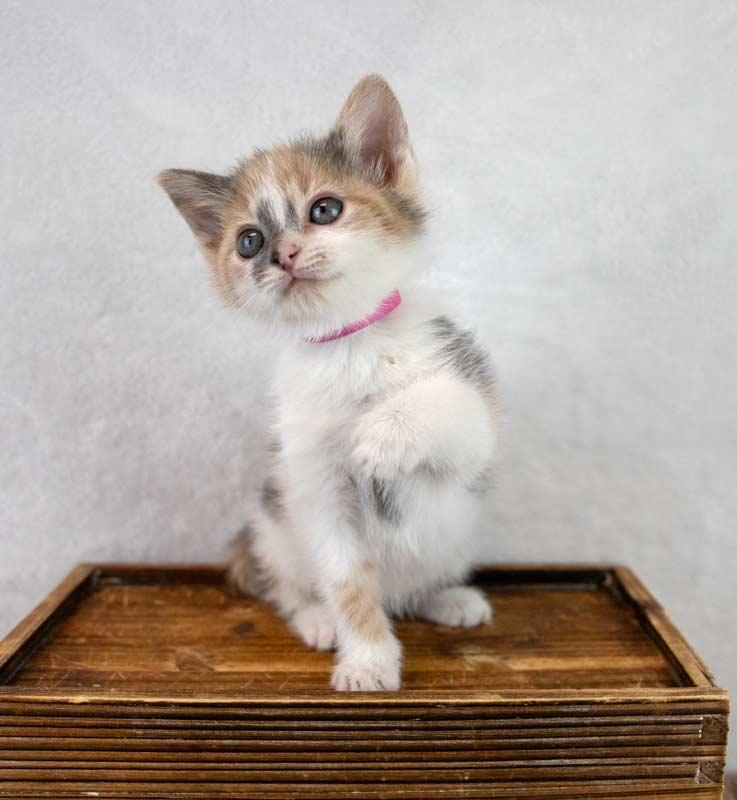 Kirsten, an adopted mixed breed in Kennesaw, GA image 2/6