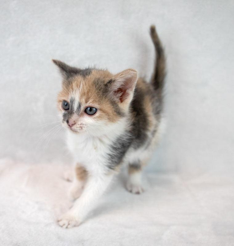 Kirsten, an adopted mixed breed in Kennesaw, GA image 4/6