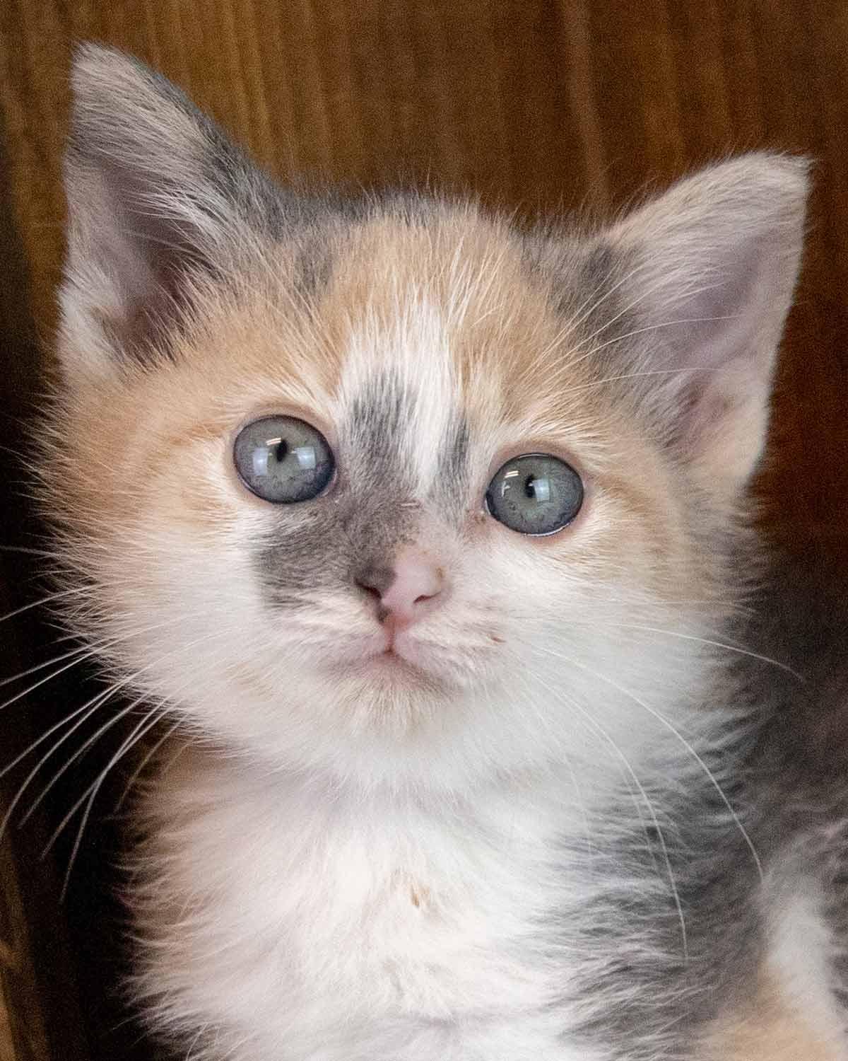 Kirsten, an adopted mixed breed in Kennesaw, GA image 1/6