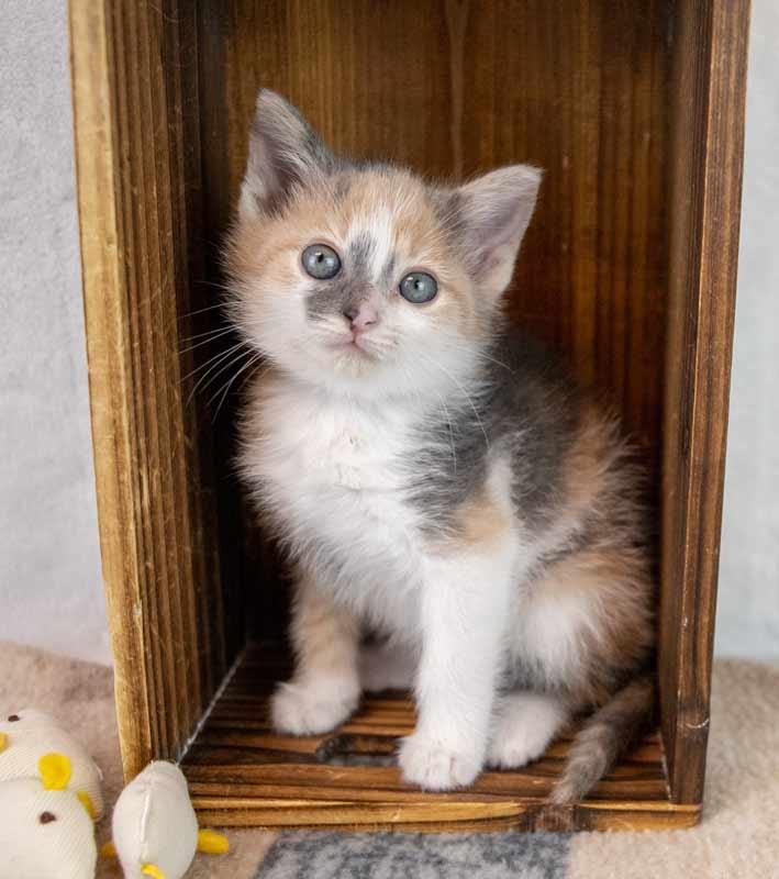 Kirsten, an adopted mixed breed in Kennesaw, GA image 6/6