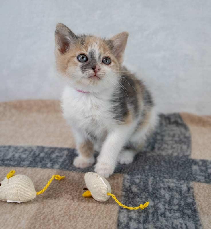 Kirsten, an adopted mixed breed in Kennesaw, GA image 3/6