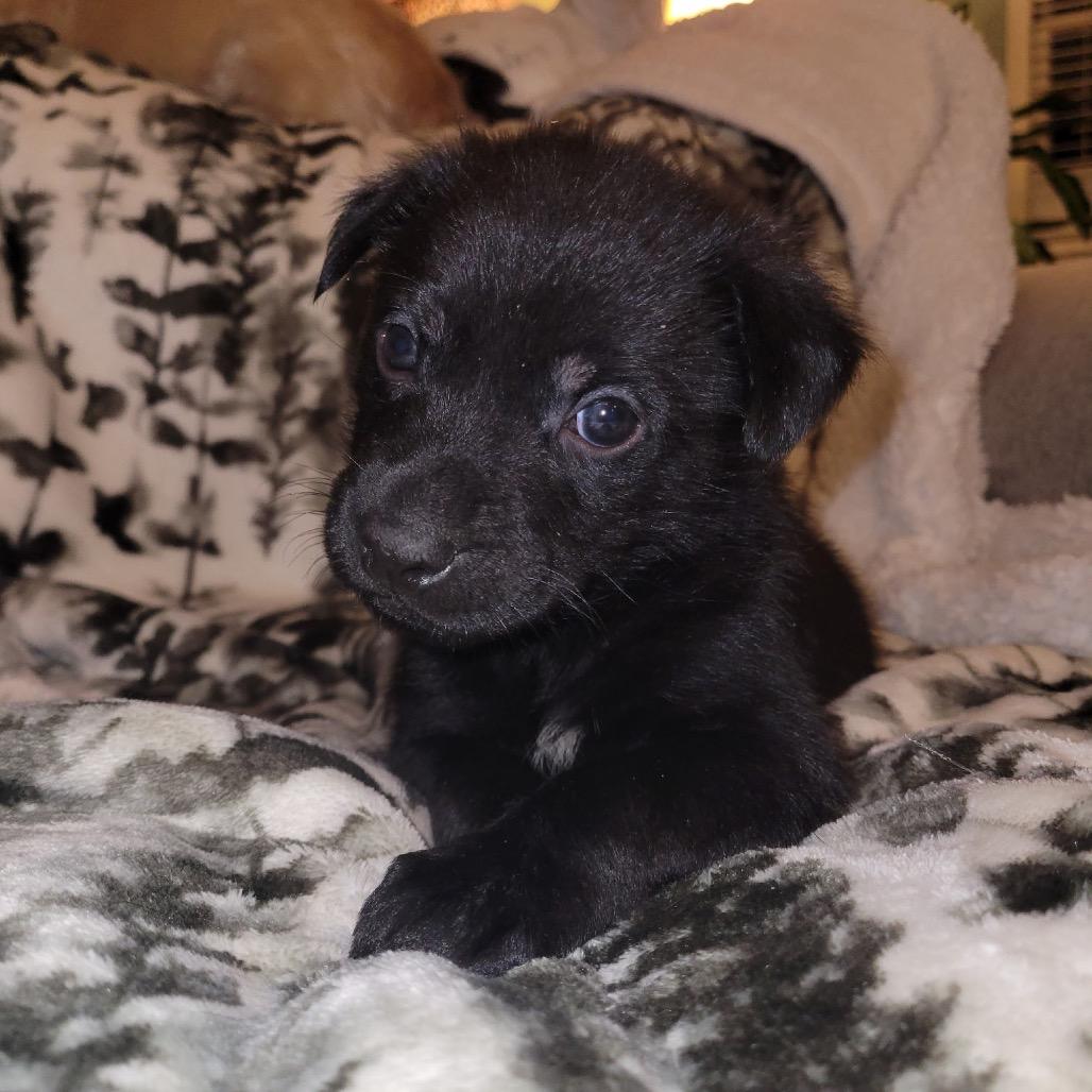 Sarge, Adoptable, Puppy Male German Shepherd Dog.