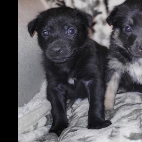 Enlarge Sarge, a Adoptable German Shepherd Dog in Pinson, TN image 2/6