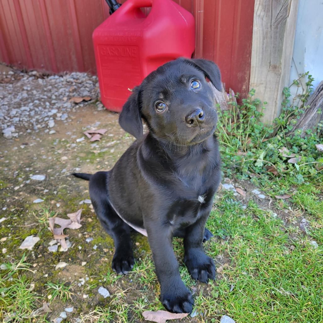 Enlarge Sarge, a Adoptable mixed breed in Pinson, TN image 2/6
