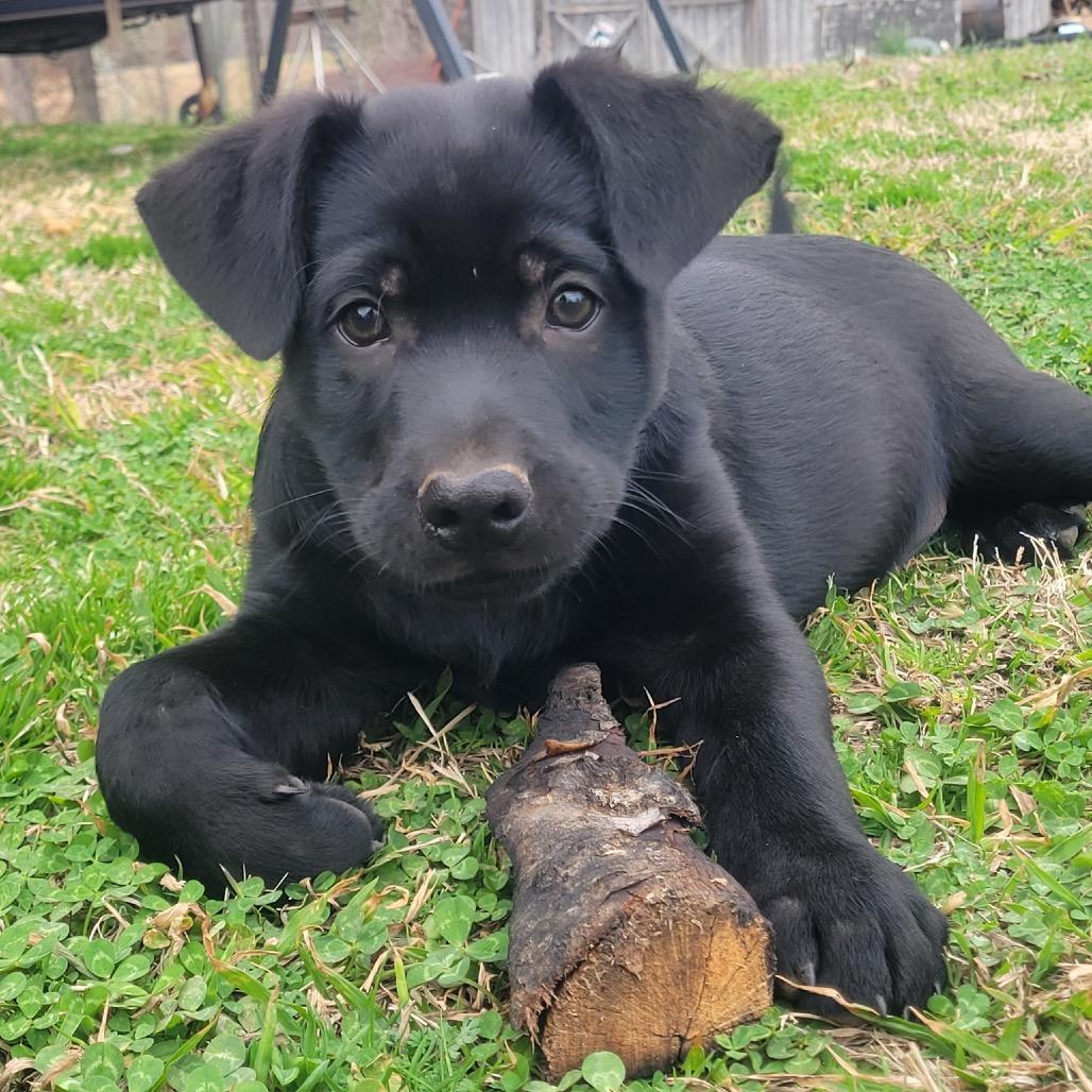 Enlarge Sarge, a Adoptable mixed breed in Pinson, TN image 3/6