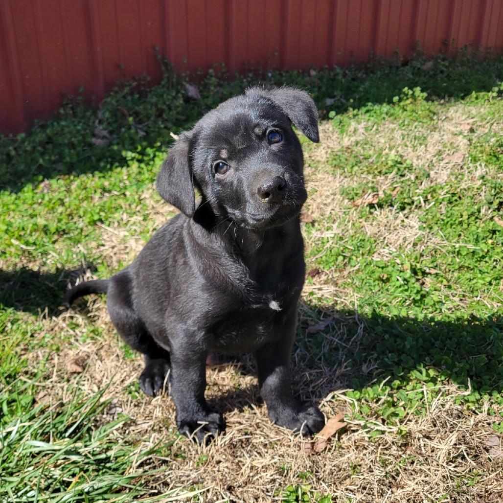 Enlarge Sarge, a Adoptable mixed breed in Pinson, TN image 4/6