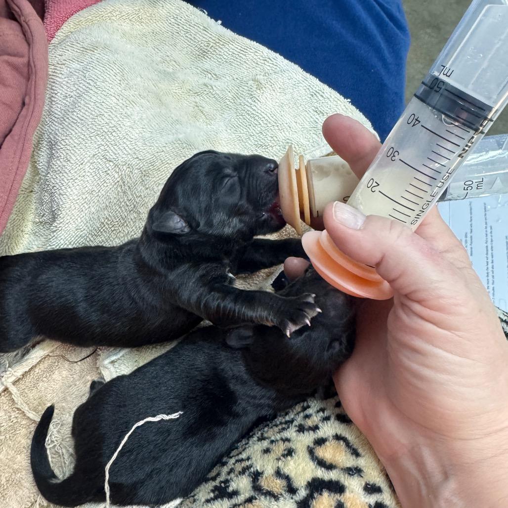 Enlarge Sarge, a Adoptable German Shepherd Dog in Pinson, TN image 4/6
