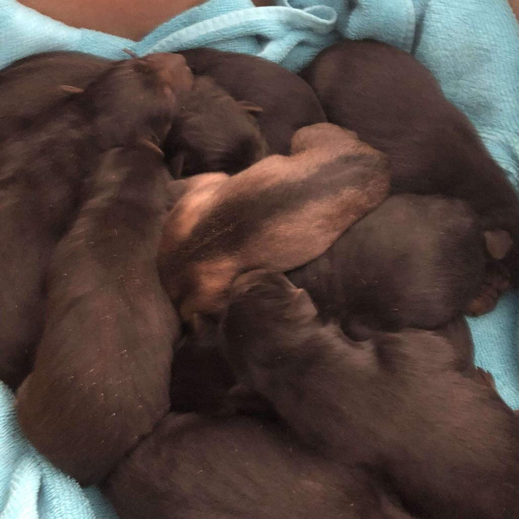 Enlarge Sarge, a Adoptable German Shepherd Dog in Pinson, TN image 5/6