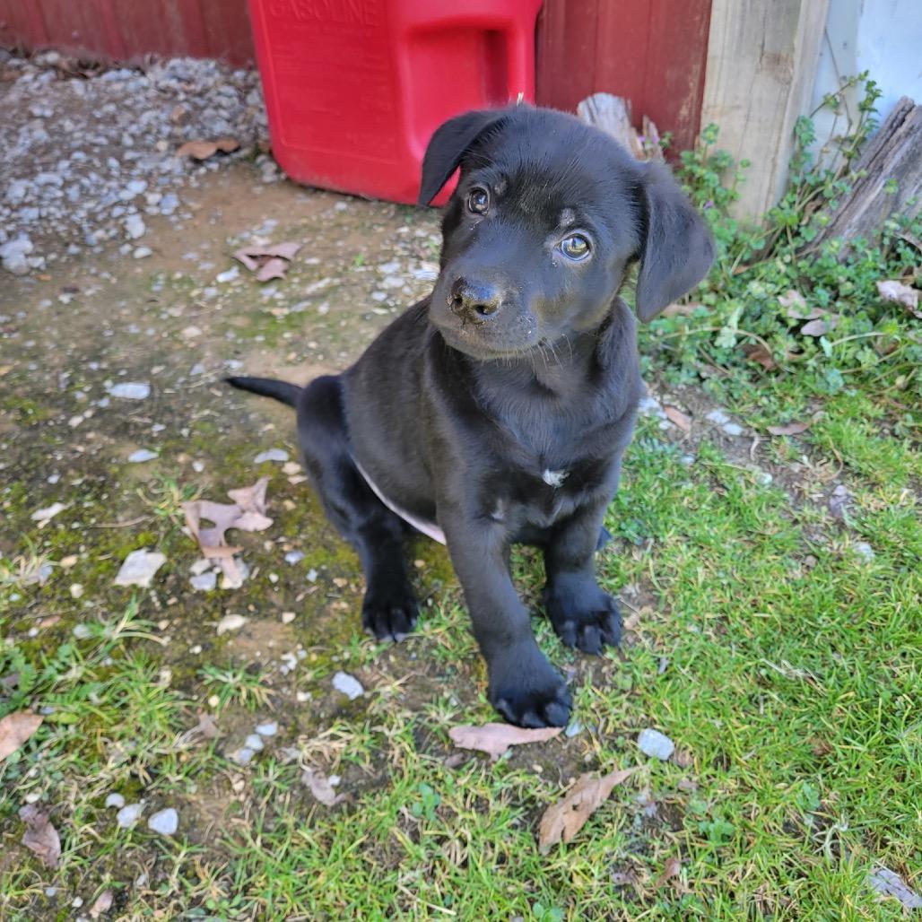 Enlarge Sarge, a Adoptable mixed breed in Pinson, TN image 5/6