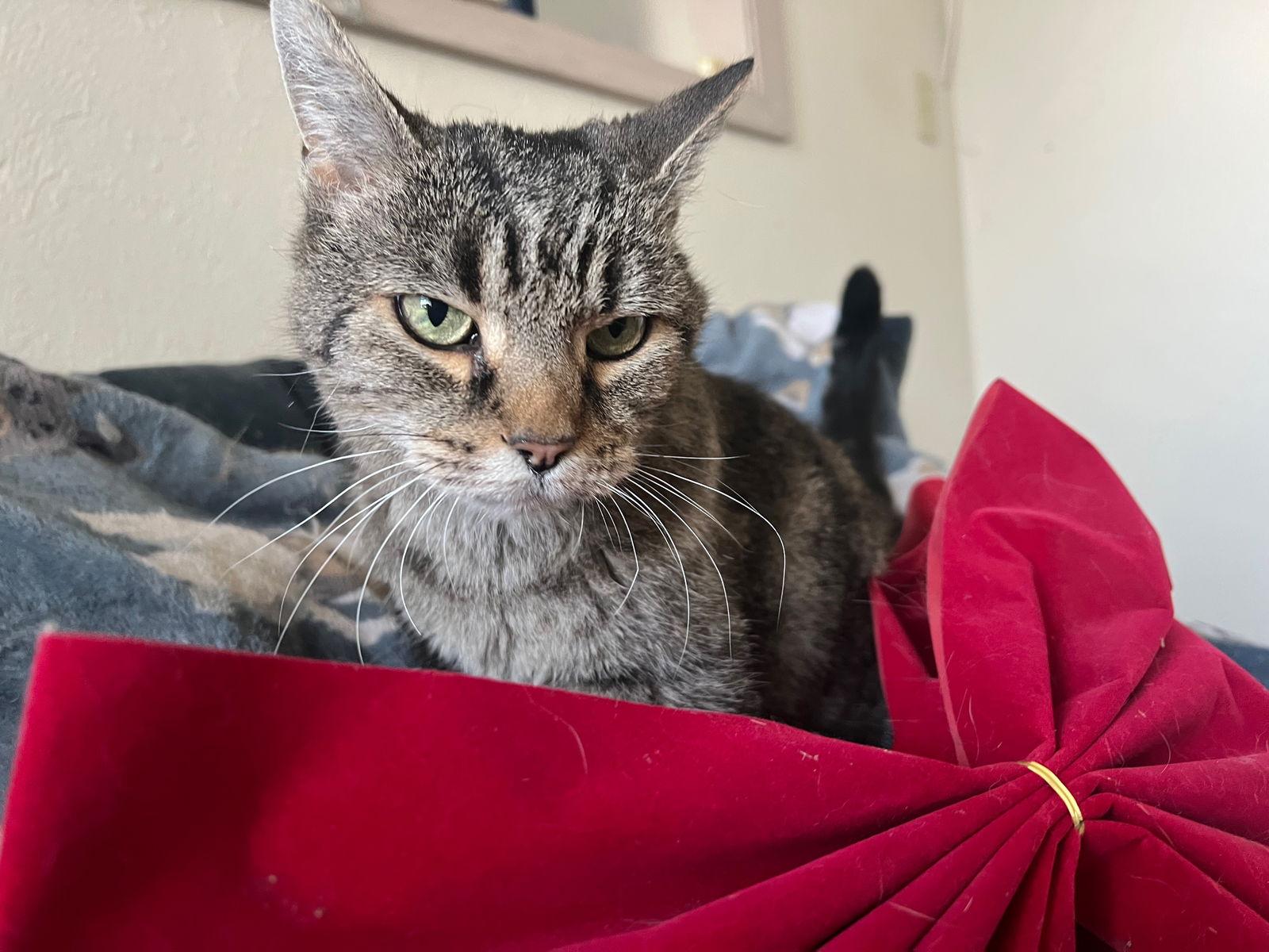 Enlarge Earlene, a Adoptable Domestic Short Hair in Fort Collins, CO image 1/2