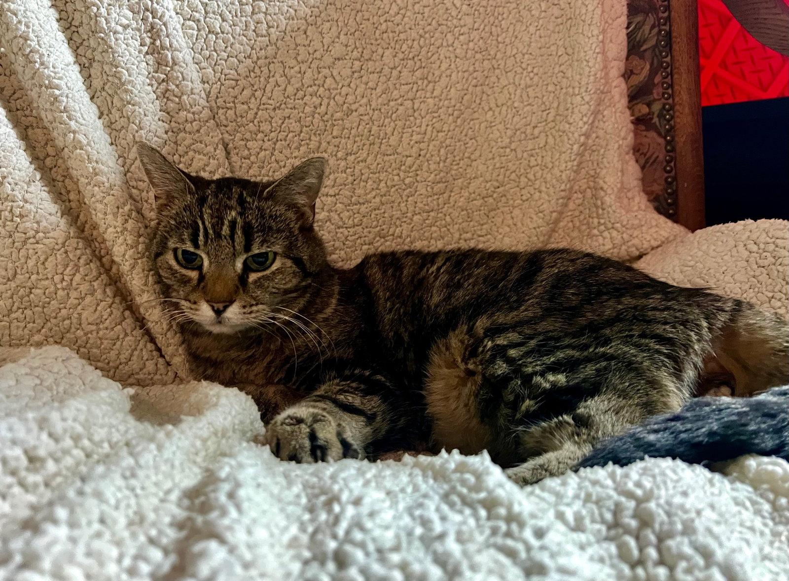 Earlene, Adoptable, Senior Female Domestic Short Hair.