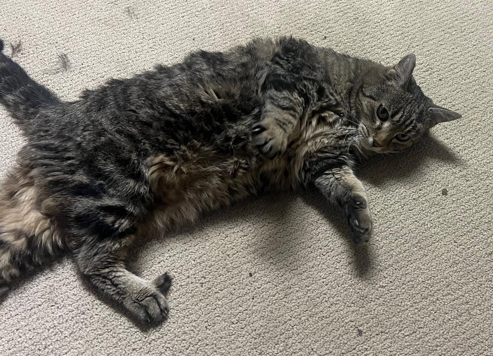 Earlene, Adoptable, Senior Female Domestic Short Hair.