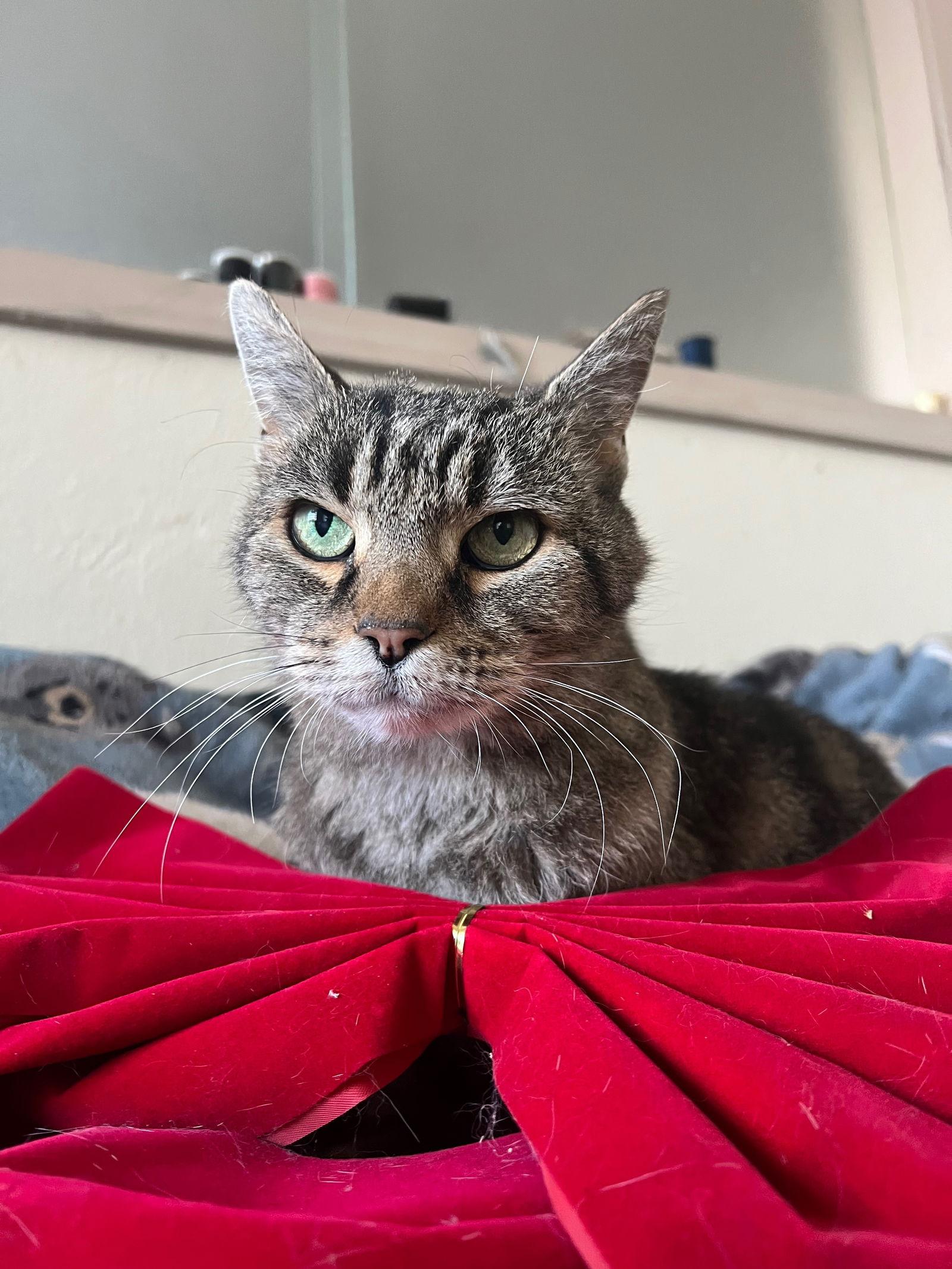 Earlene, Adoptable, Senior Female Domestic Short Hair.