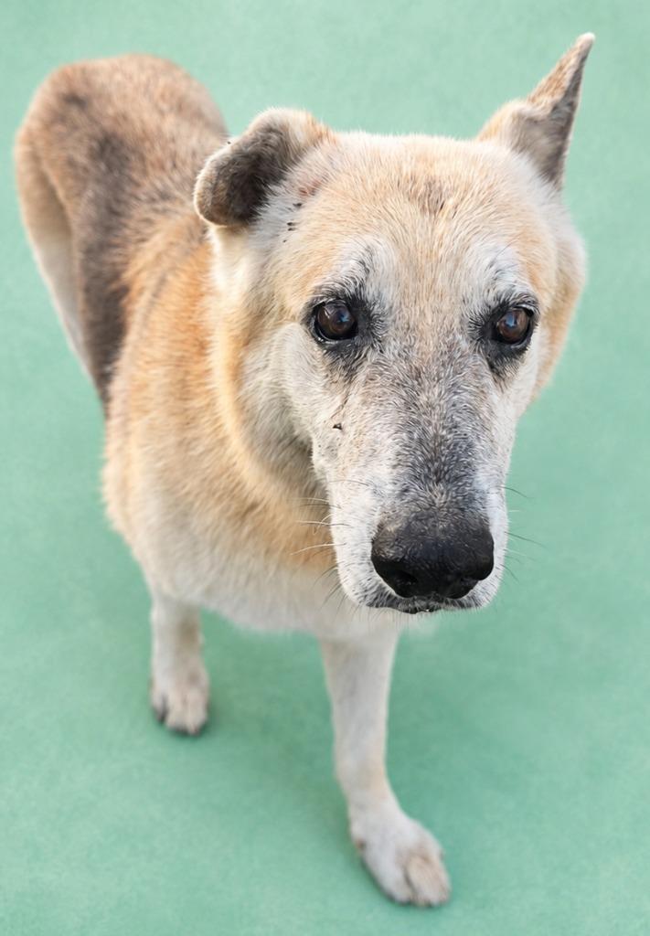 Kitty, Adoptable, Senior Female Shepherd.