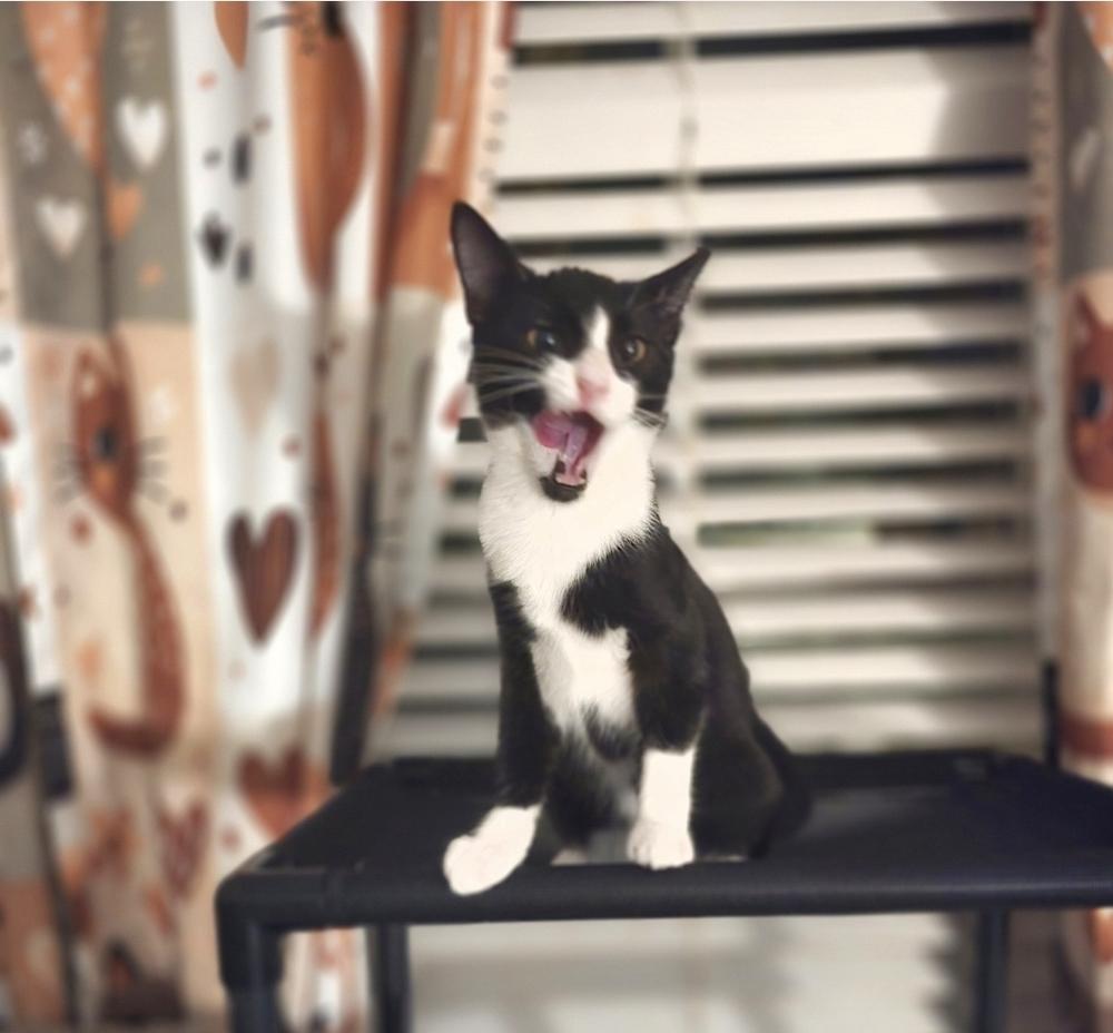 Mitzi, Adoptable, Kitten Female Domestic Short Hair.