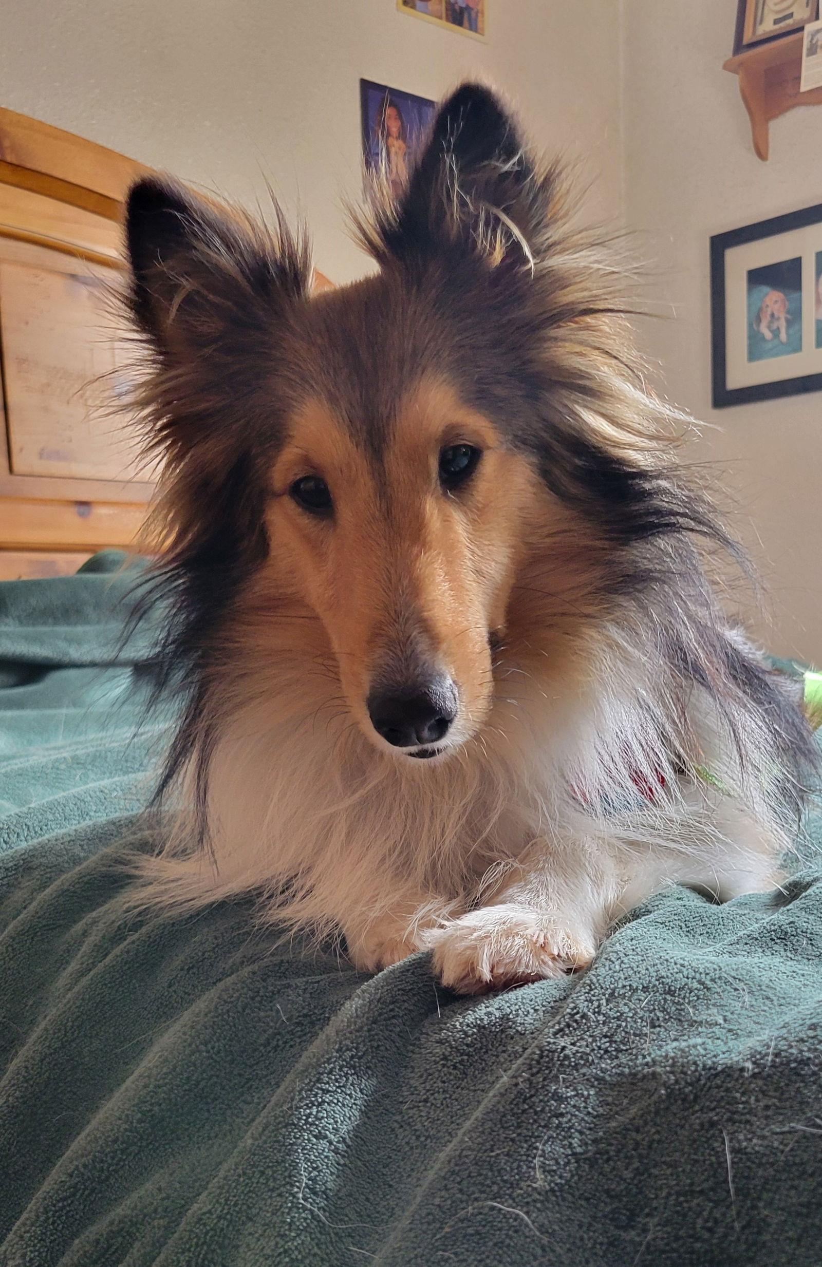 Enlarge Scar, a Adopted Shetland Sheepdog / Sheltie in Las Vegas, NV image 1/3