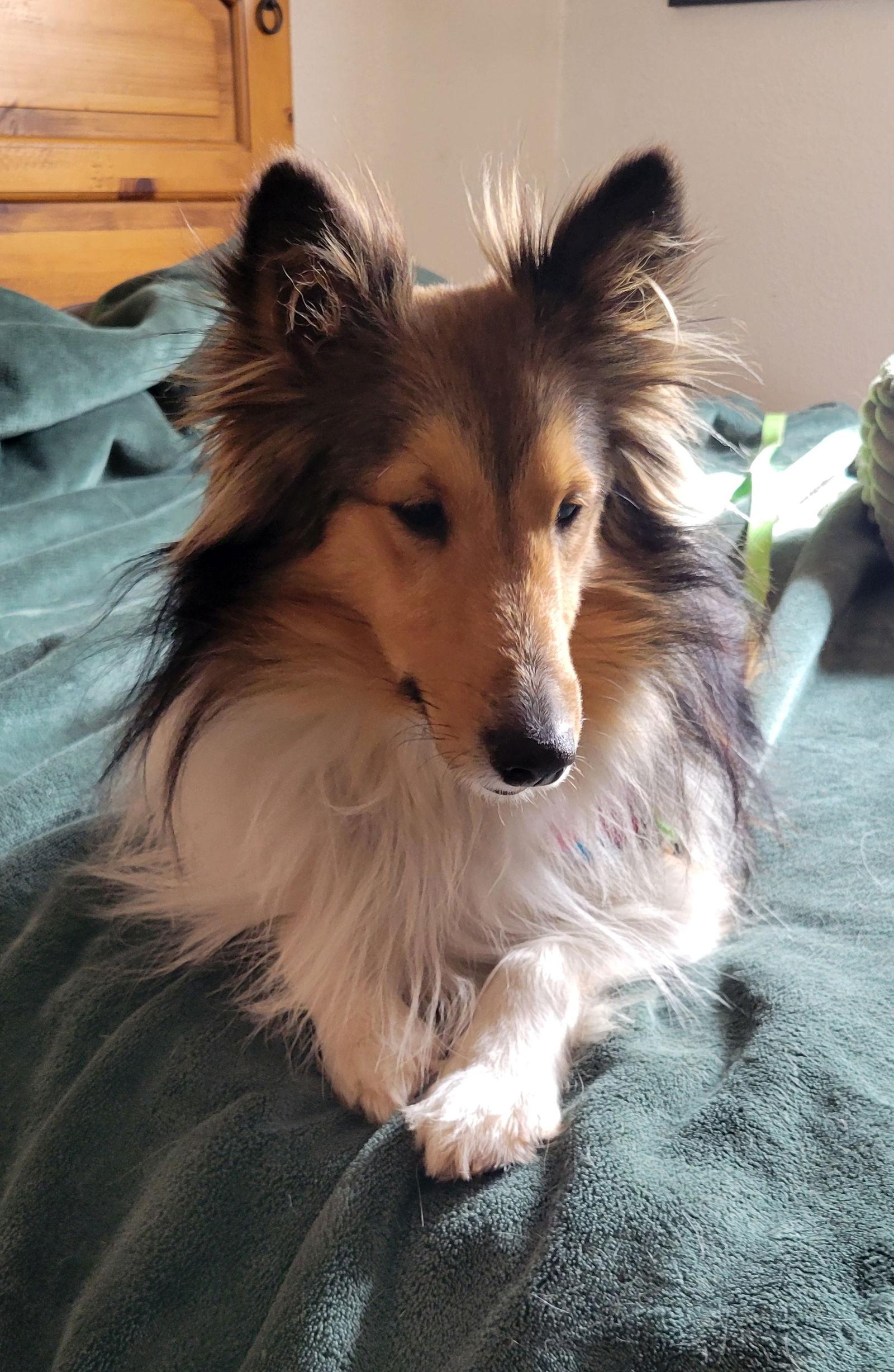 Enlarge Scar, a Adopted Shetland Sheepdog / Sheltie in Las Vegas, NV image 2/3