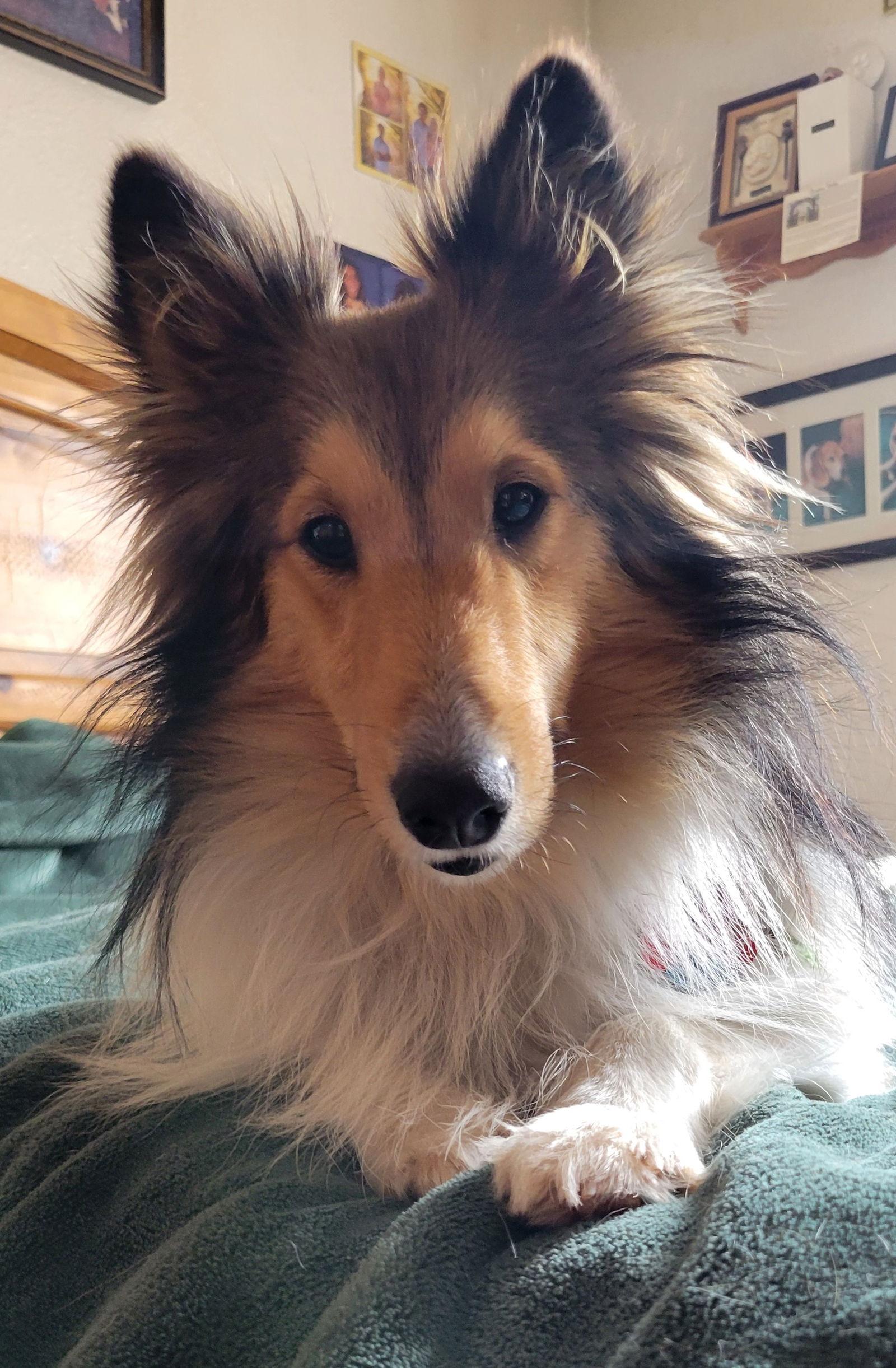 Enlarge Scar, a Adopted Shetland Sheepdog / Sheltie in Las Vegas, NV image 3/3