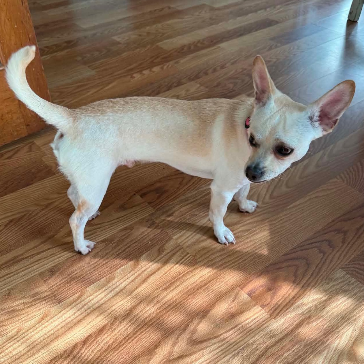 Enlarge Charlie, a Adoptable Chiweenie in Anderson, SC image 2/2