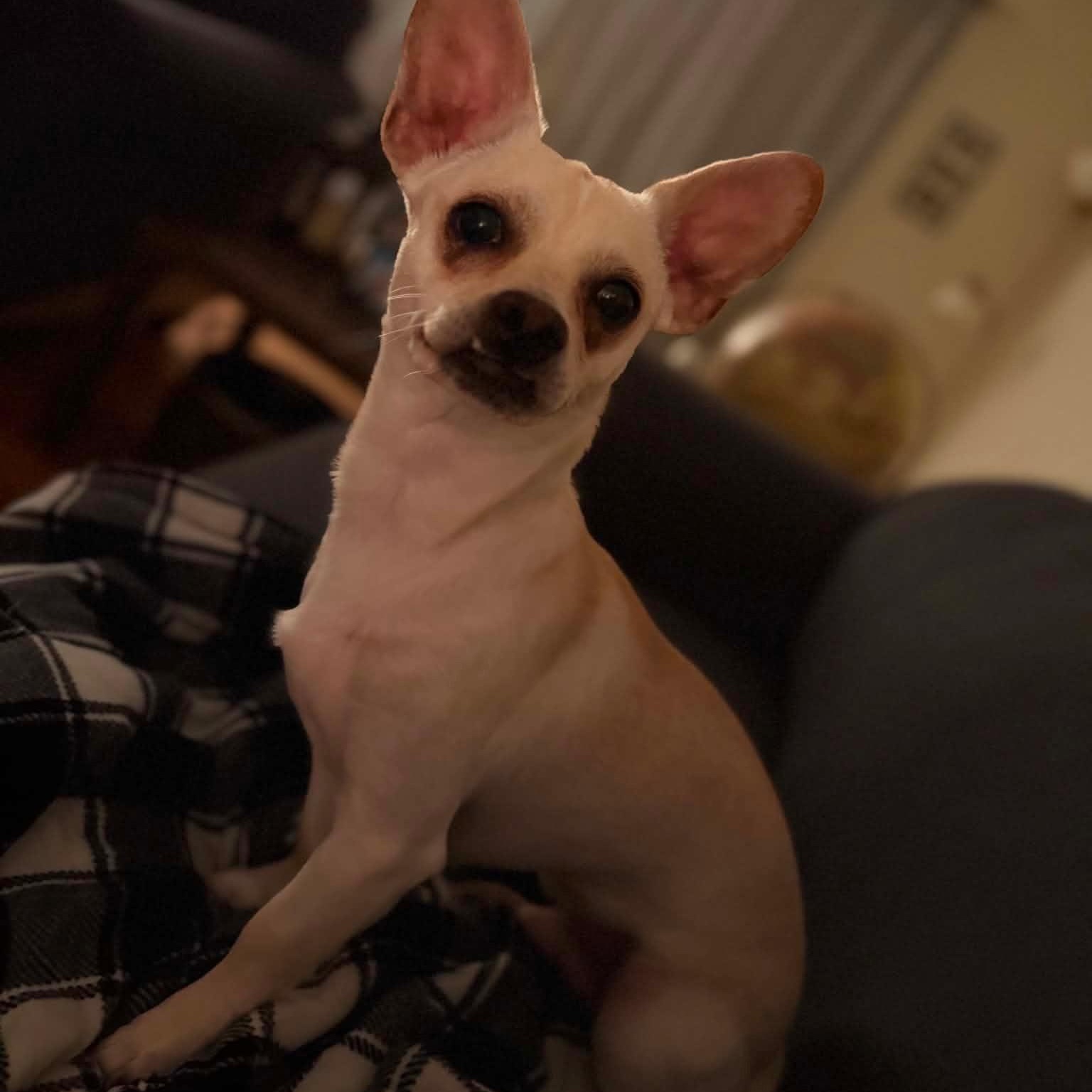 Charlie, Adoptable, Young Male Chiweenie.