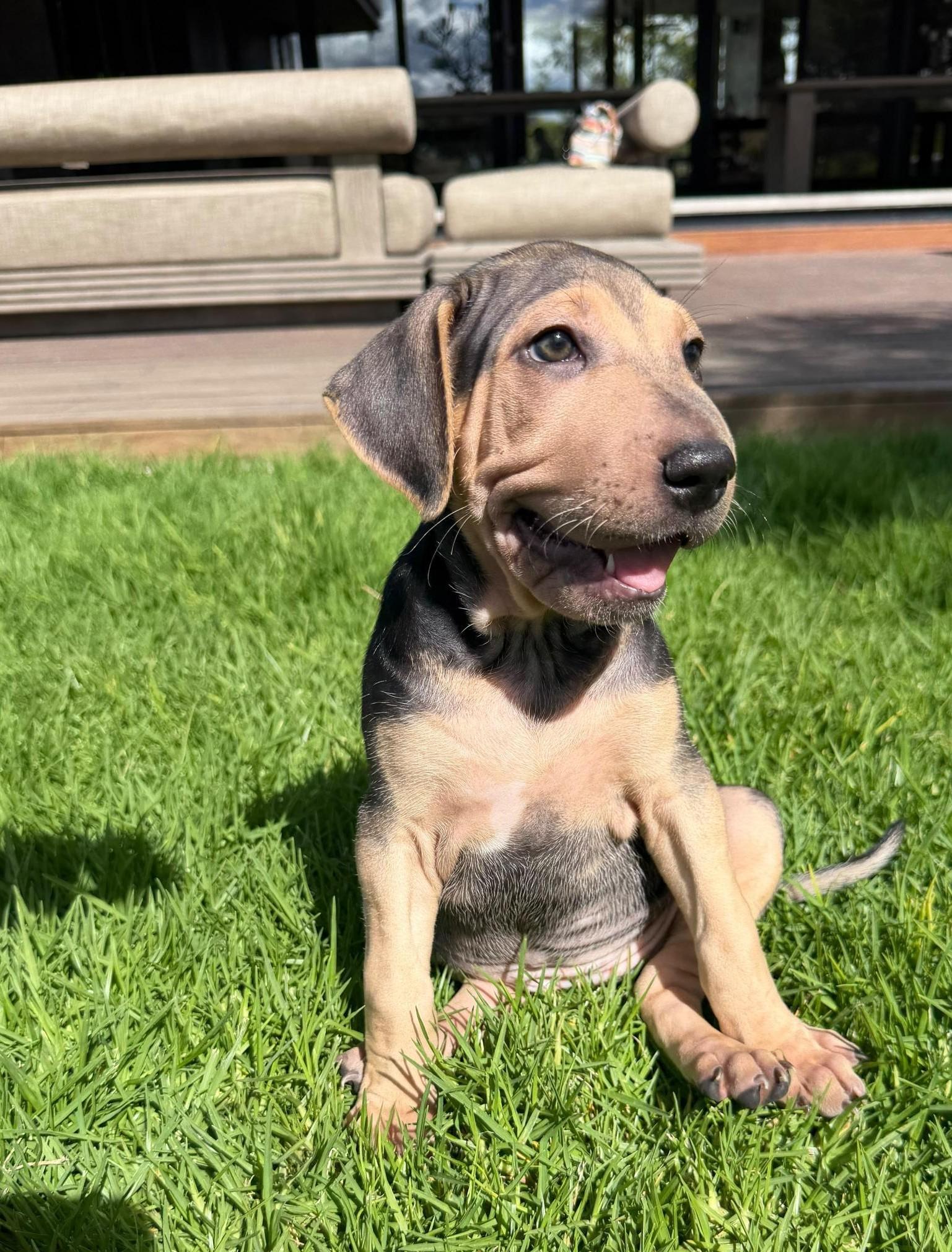Dumpling, Adopted, Puppy Female Shar-Pei.