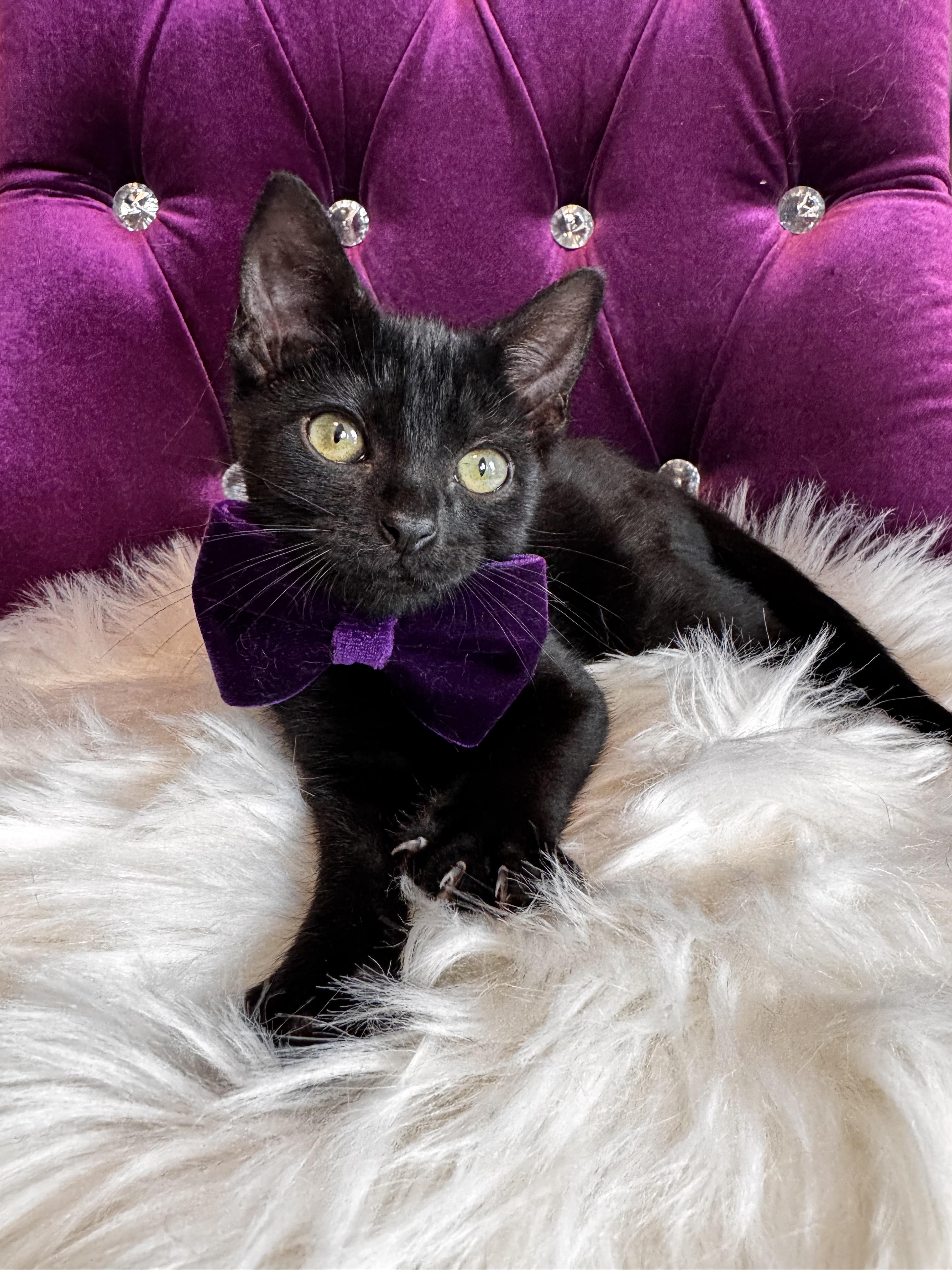 Ba Ado Mishram- Confessions of a Purr-master, Young Male Bombay