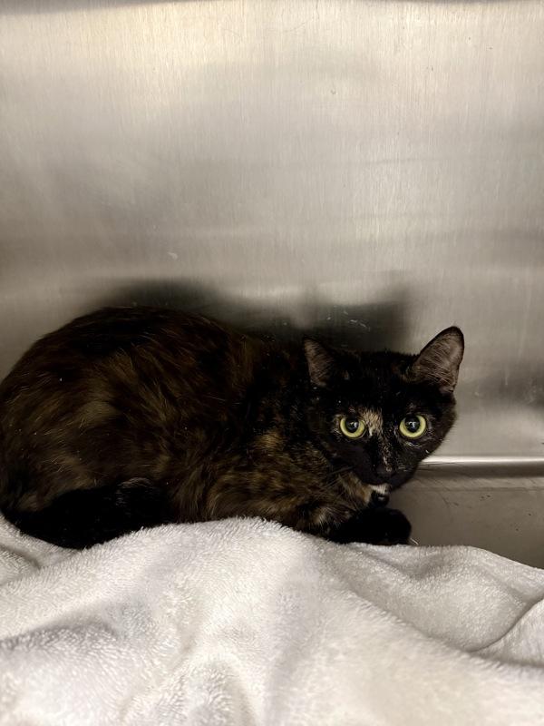Kuromi, Adoptable, Young Female Domestic Short Hair.