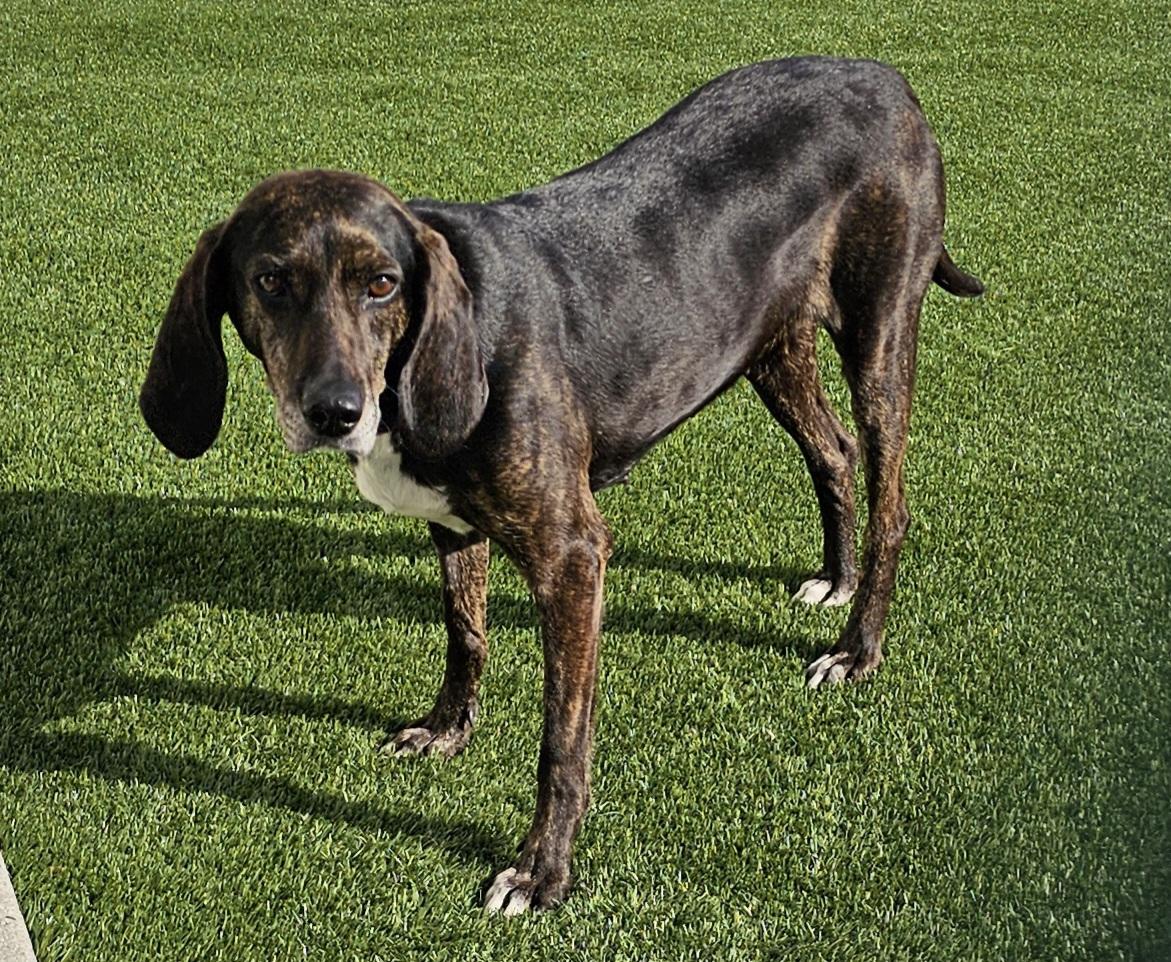 Enlarge Daisy, a ADOPTABLE Coonhound in Eagle, ID image 2/4
