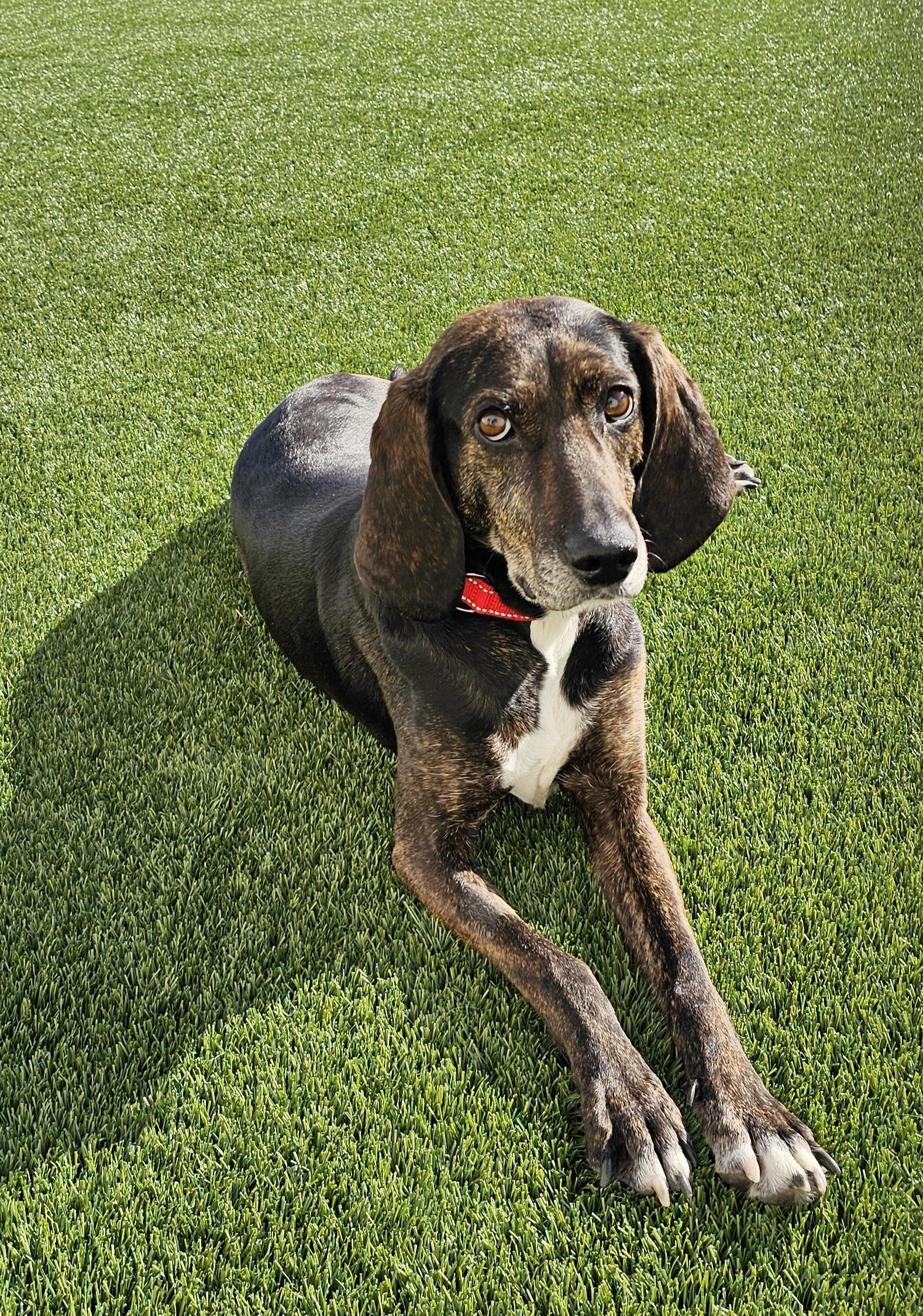 Daisy, ADOPTABLE, Adult Female Coonhound.