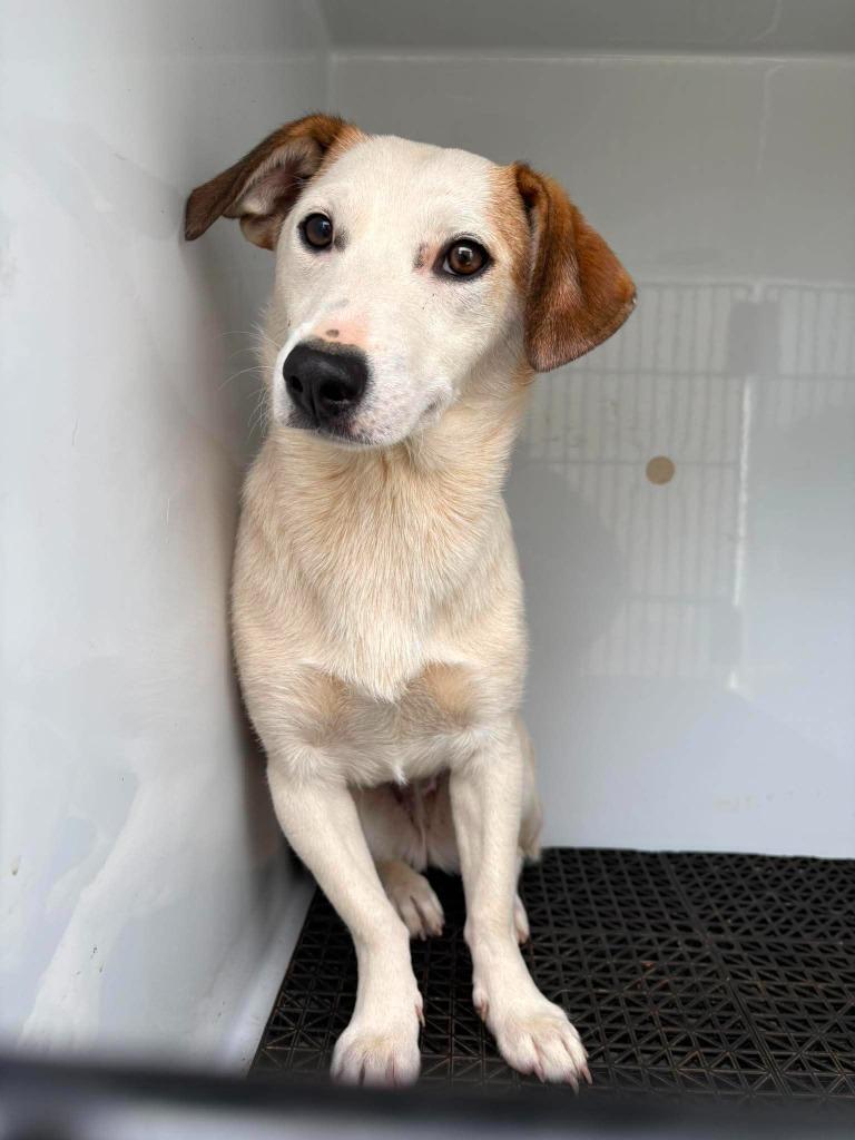 Elvira, Adoptable, Young Female Mixed Breed.