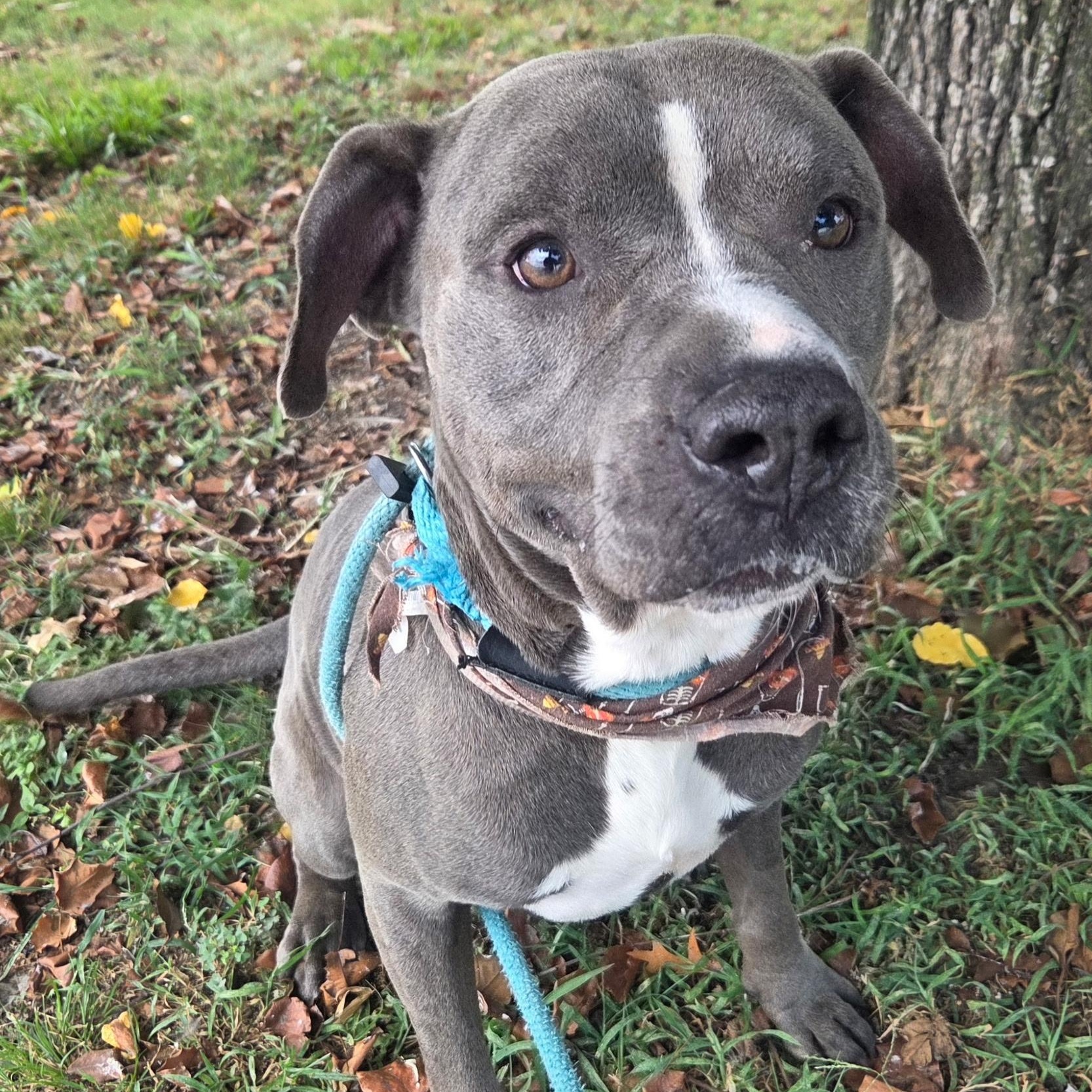 Enlarge Blu, a Adopted Pit Bull Terrier in Brentwood, TN image 3/3