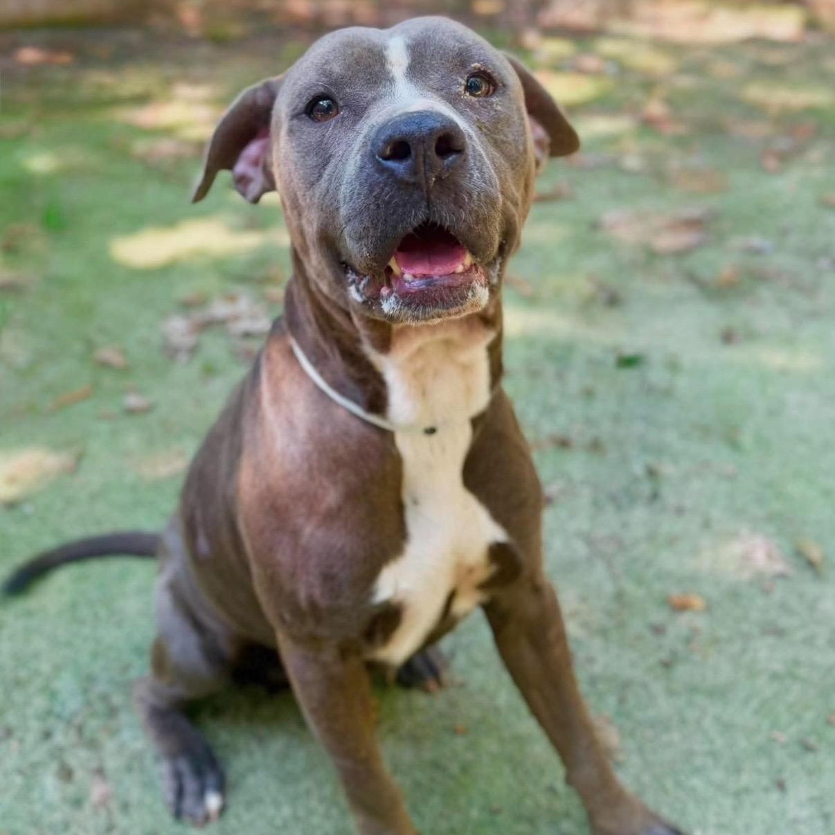 Enlarge Blu, a Adopted Pit Bull Terrier in Brentwood, TN image 2/3
