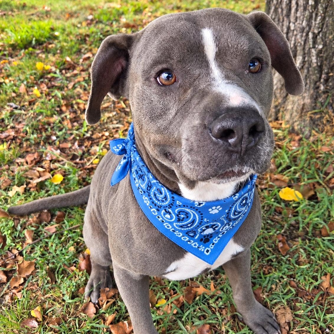 Blu, Adopted, Young Male Pit Bull Terrier.