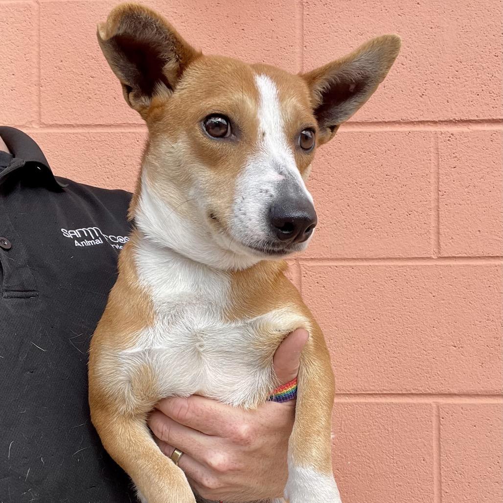 Winnie, Adoptable, Adult Female Dachshund.