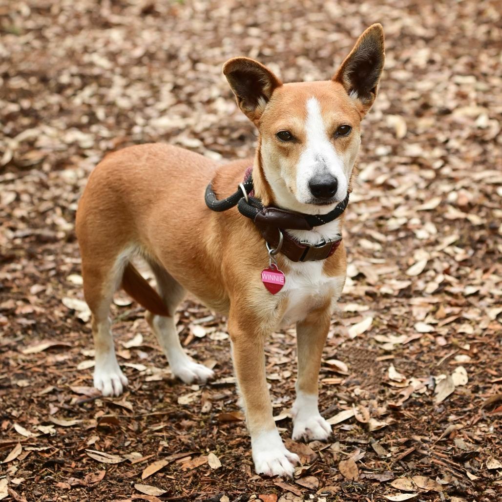 Winnie, Adoptable, Adult Female Basenji & Mixed Breed.
