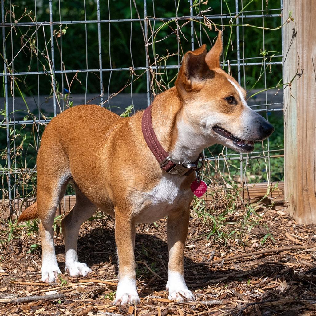 Enlarge Winnie, a Adoptable mixed breed in Wimberley, TX image 2/6