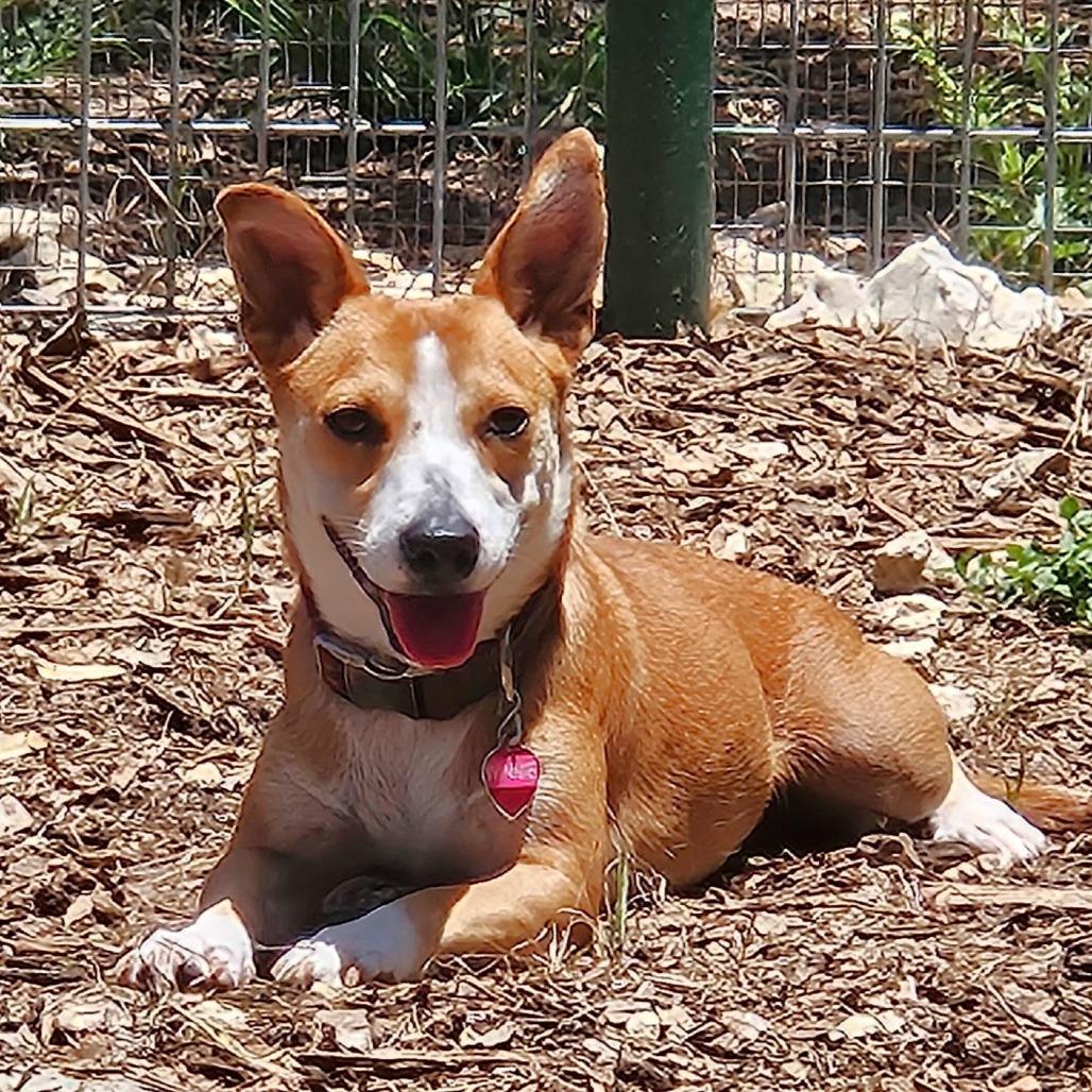 Winnie, a Adoptable mixed breed in Wimberley, TX image 3/6