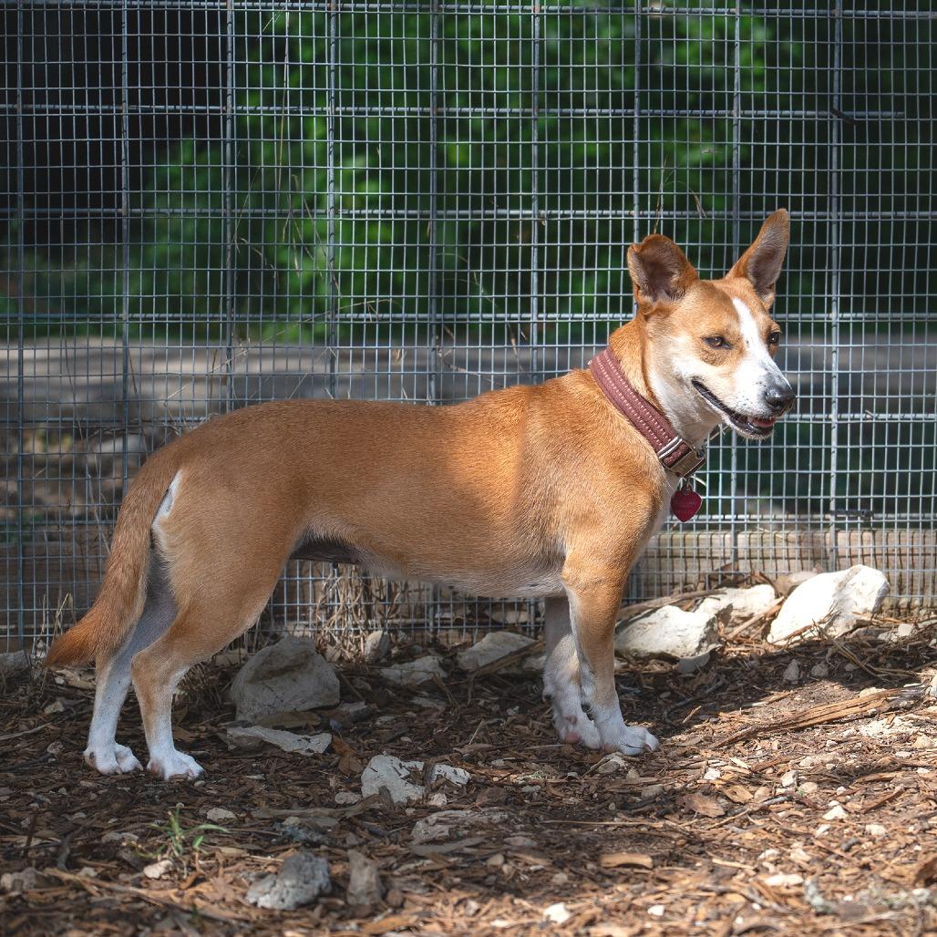 Enlarge Winnie, a Adoptable mixed breed in Wimberley, TX image 4/6