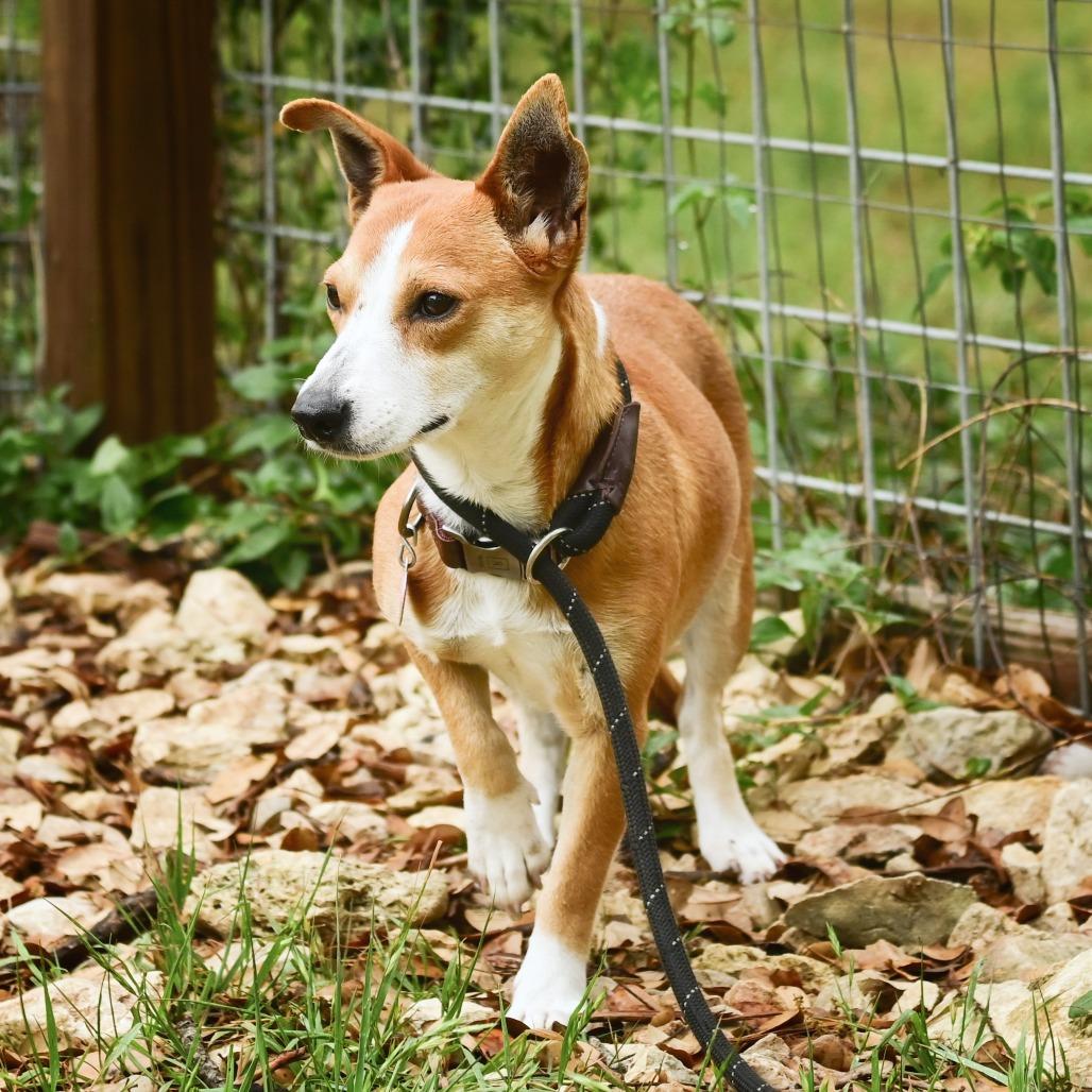 Enlarge Winnie, a Adoptable mixed breed in Wimberley, TX image 3/6
