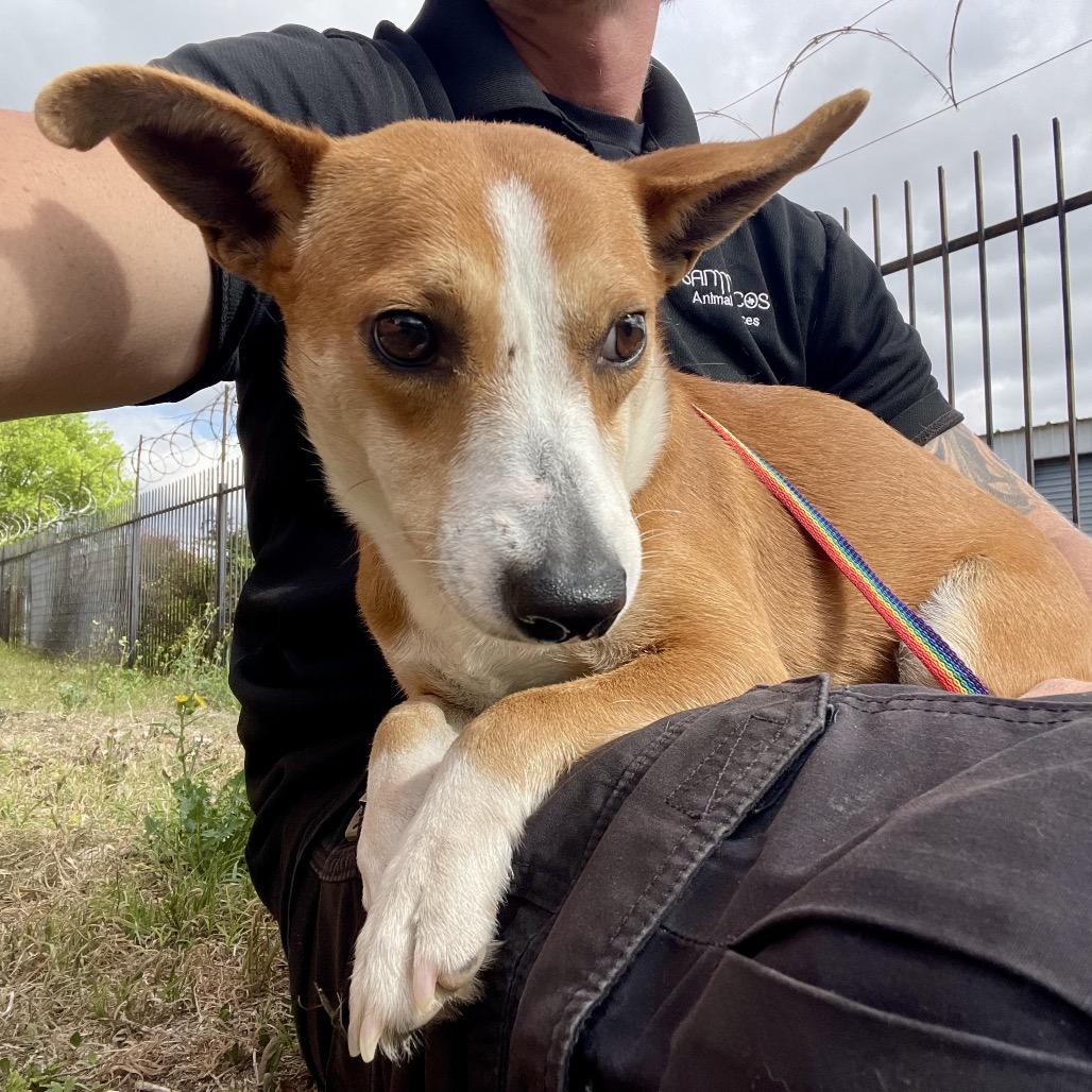 Enlarge Winnie, a Adoptable mixed breed in Wimberley, TX image 4/6