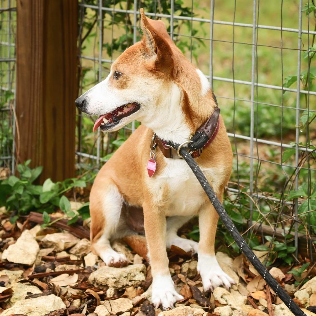 Enlarge Winnie, a Adoptable mixed breed in Wimberley, TX image 5/6