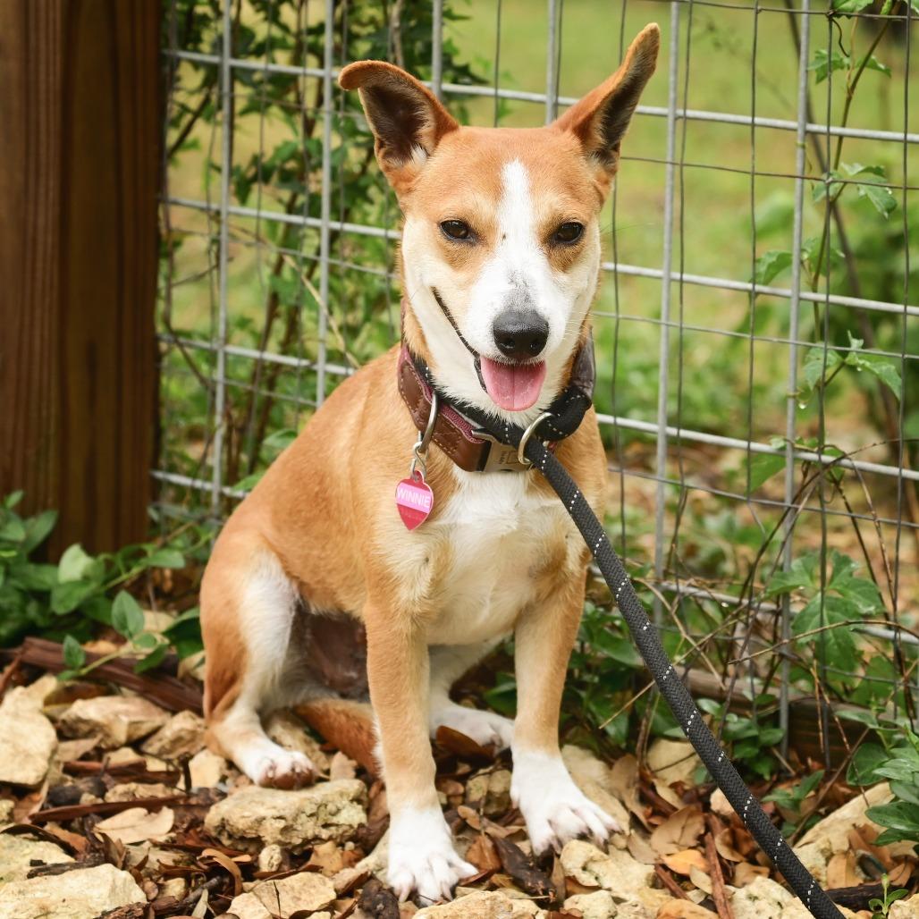 Enlarge Winnie, a Adoptable mixed breed in Wimberley, TX image 6/6